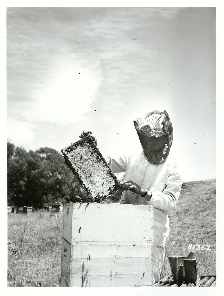 Bee Farmer, Masterton
Photographer: Not identified
Archives Ne…