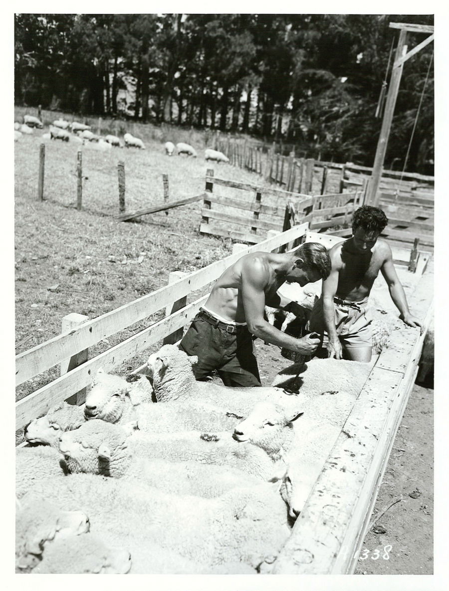 Masterton Training Farm
Marking sheep
Photographer: Not identif…
