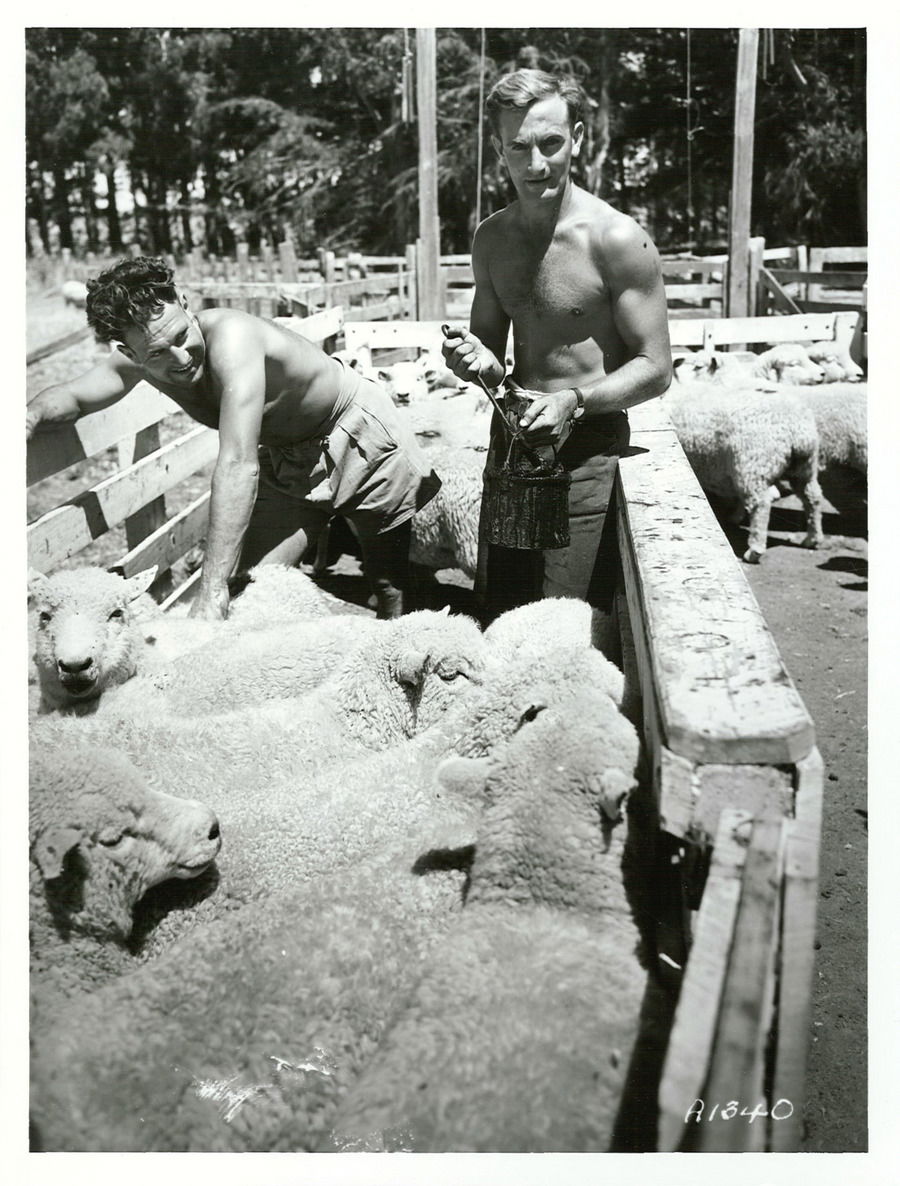 Masterton Training Farm
These ex-servicemen are learning the co…