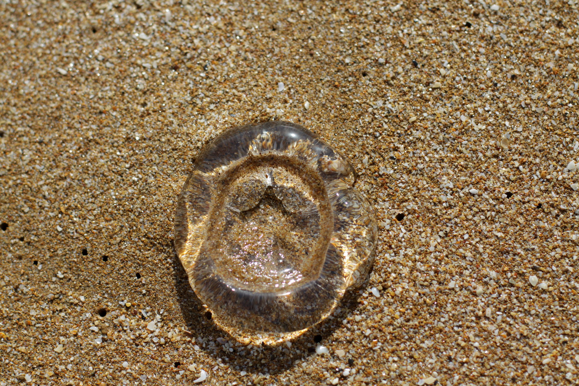 Jellyfish, Rocky Beach, Chabahar, Iran - October 25, 2020 - Pho…