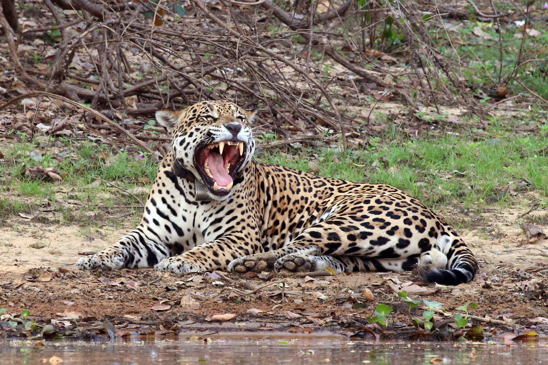 Jaguar (Panthera onca palustris) male yawning, Rio Negro, the P…
