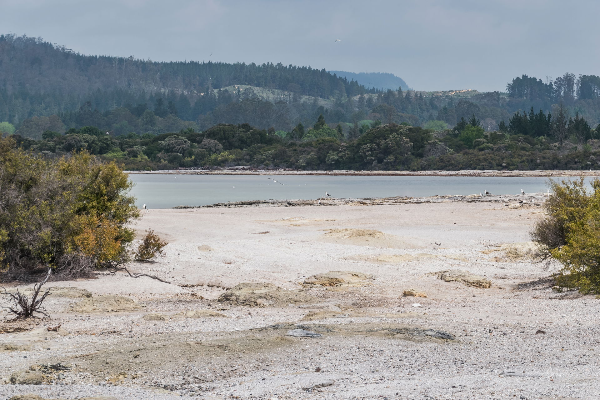 Lake Rotorua in Rotorua, Bay of Plenty Region, North Island of …