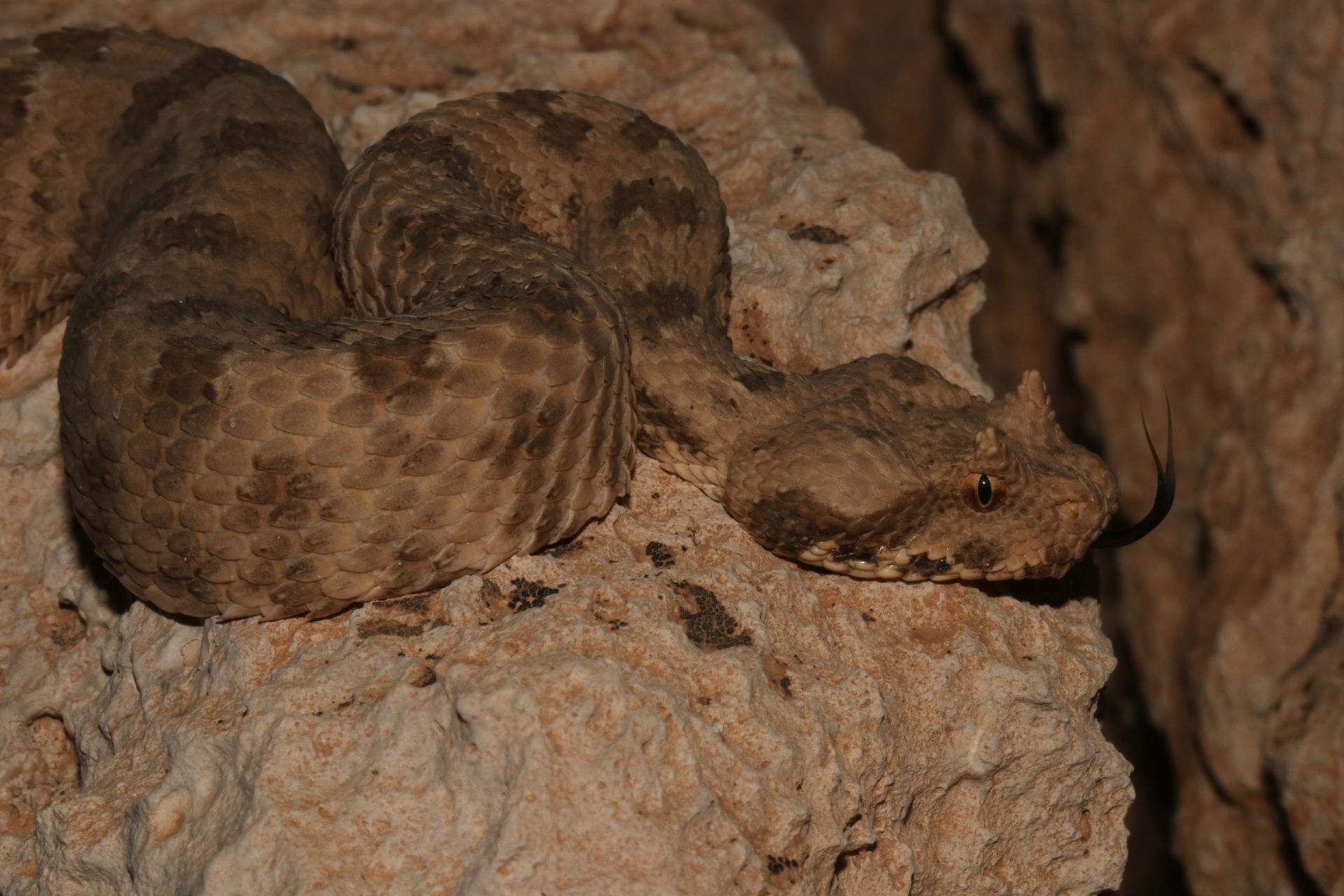 Pseudocerastes fieldi from Rafha in northern Saudi Arabia.