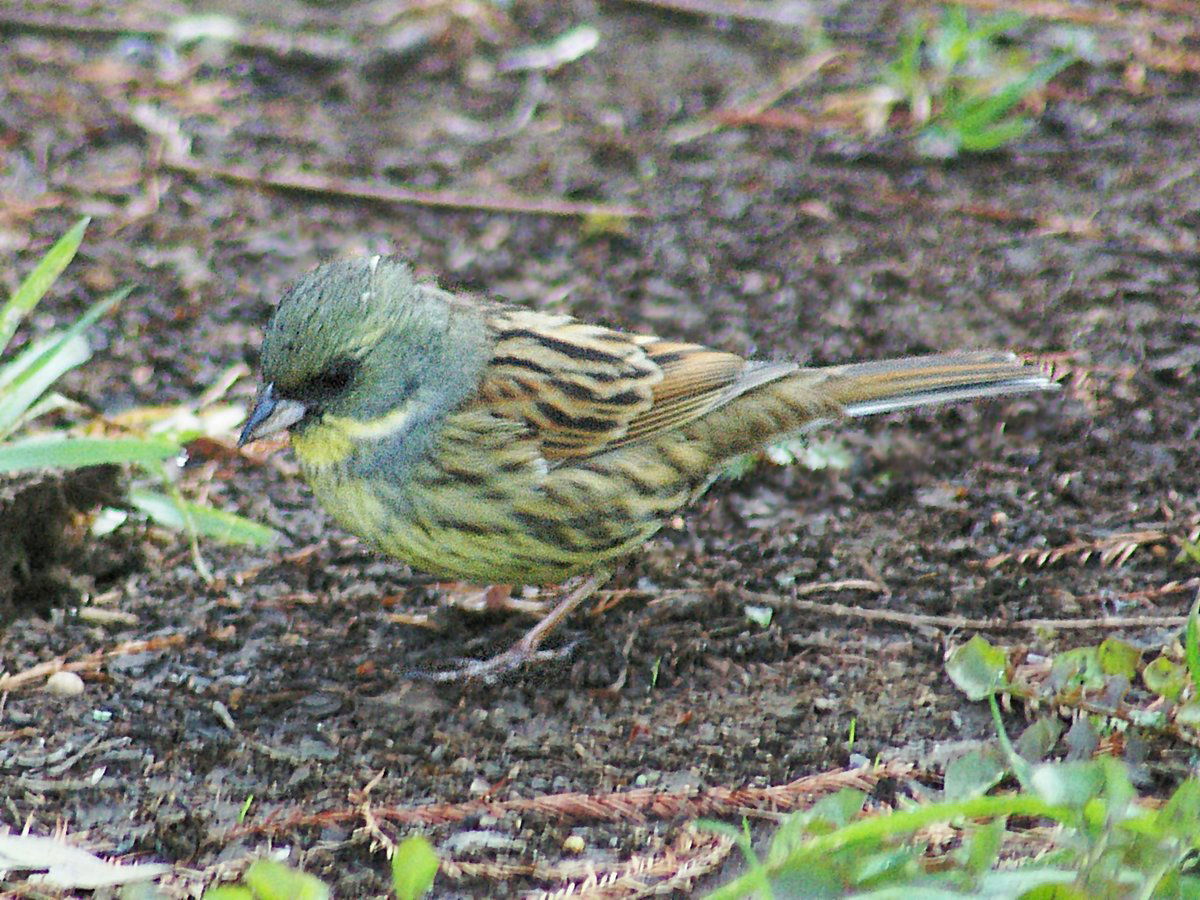black-faced bunting male. Japan, Tsukuba (wild), 2007