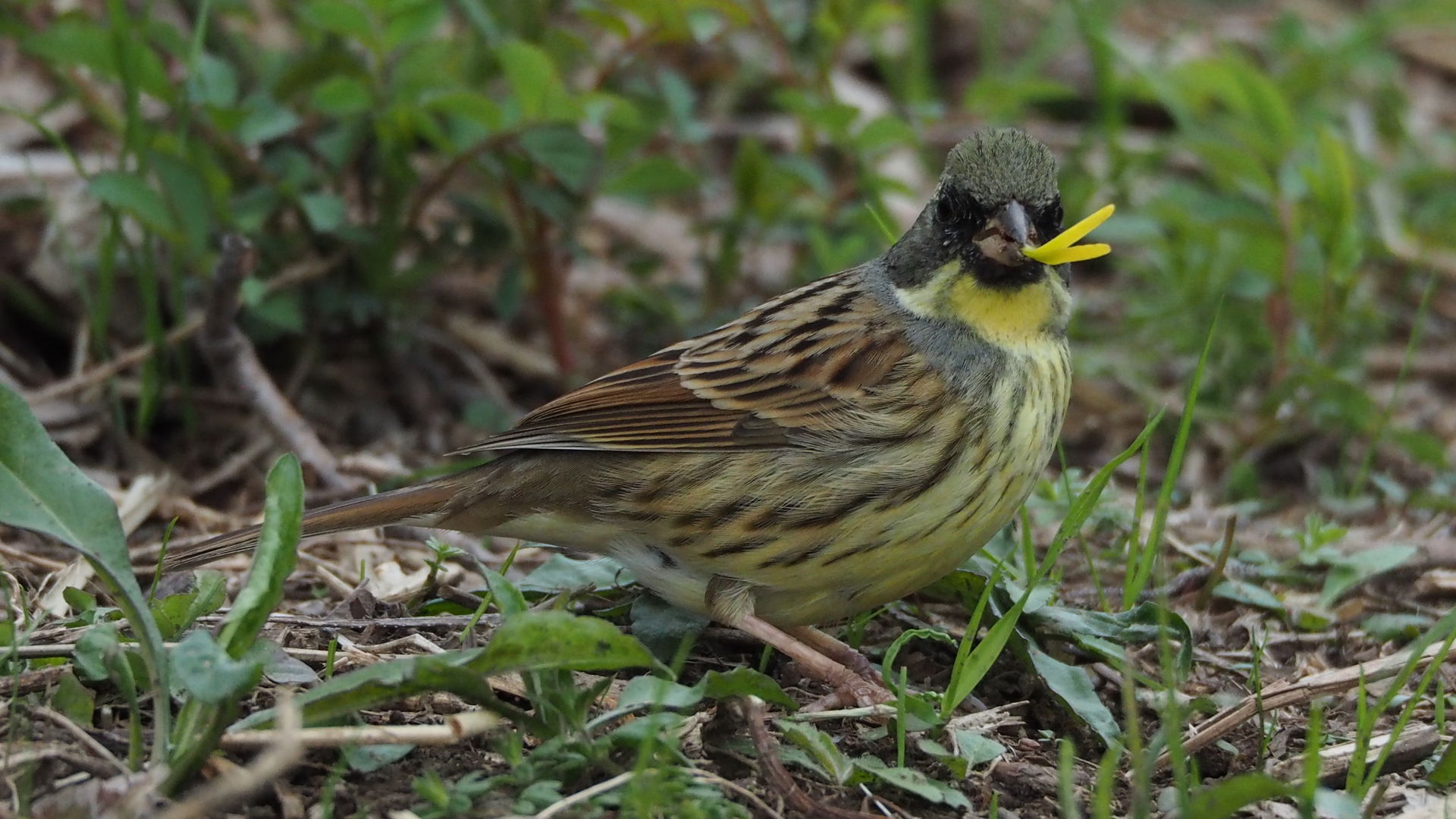 Black-faced bunting (Emberiza spodocephala) in Chiba  Prefectur…