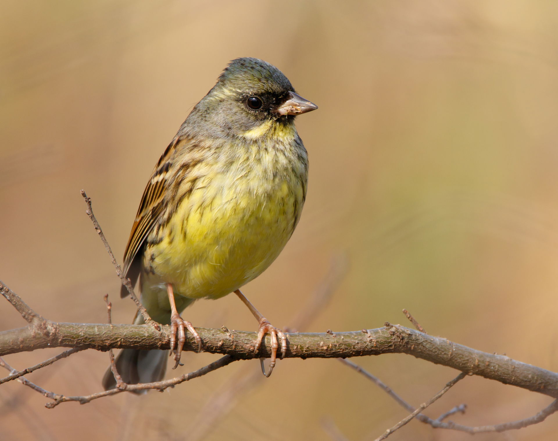 Black-faced bunting in Sakai, Osaka.