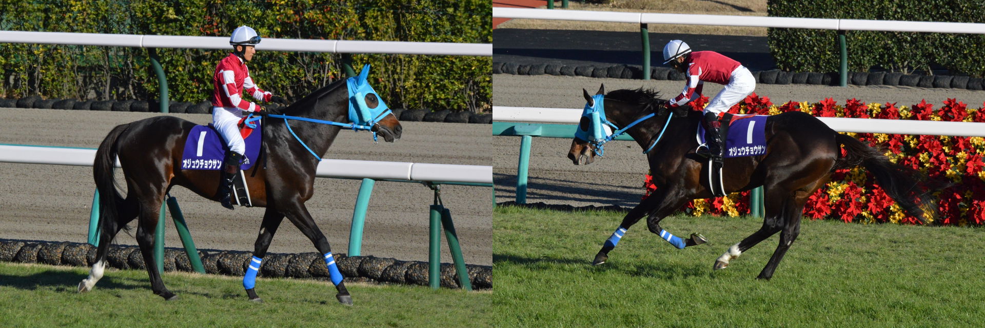 Japanese race horse Oju Chosan at Nakayama racecourse.