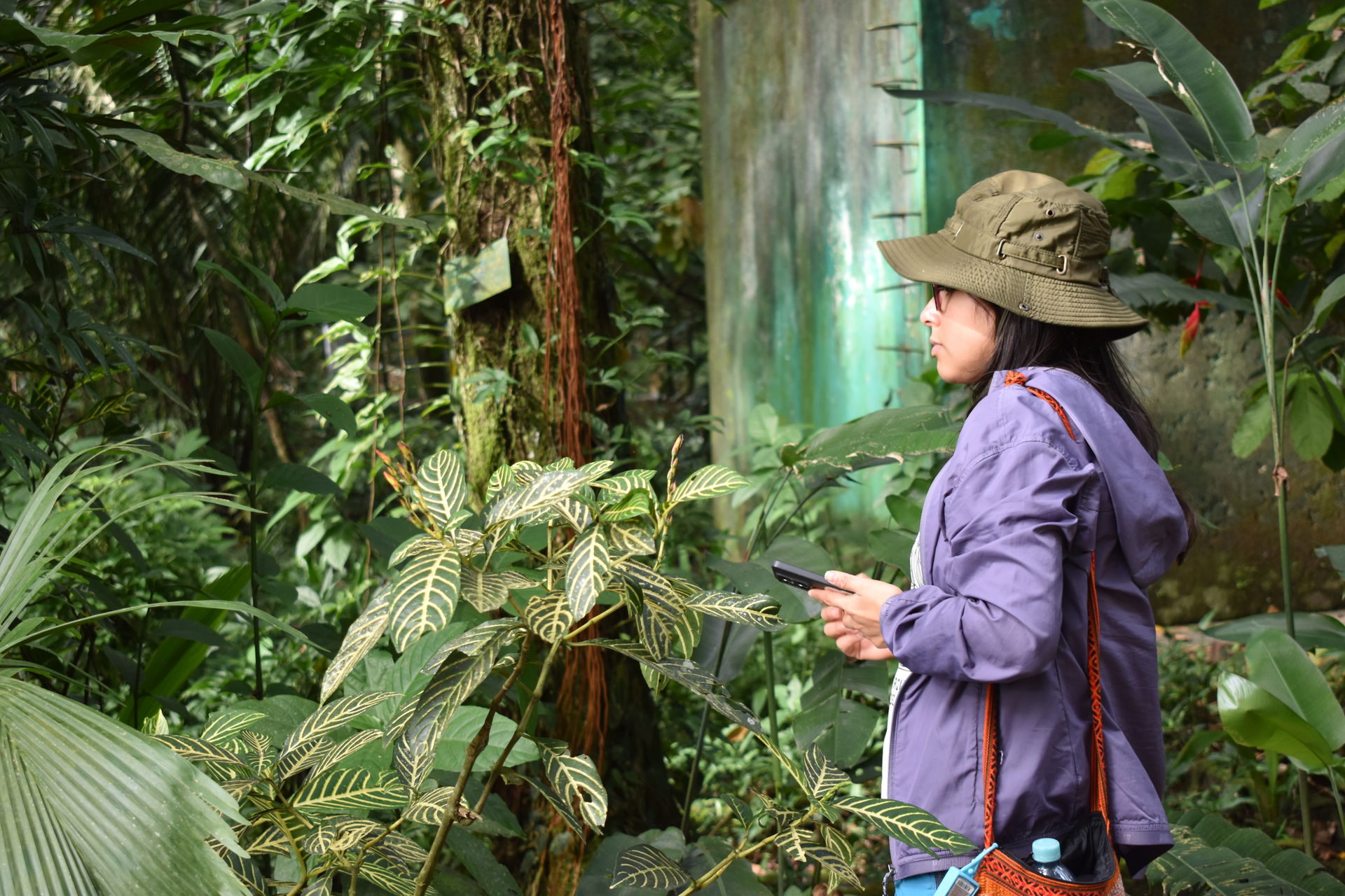 El shihuahuaco o Dipteryx micrantha es un árbol emergente que p…