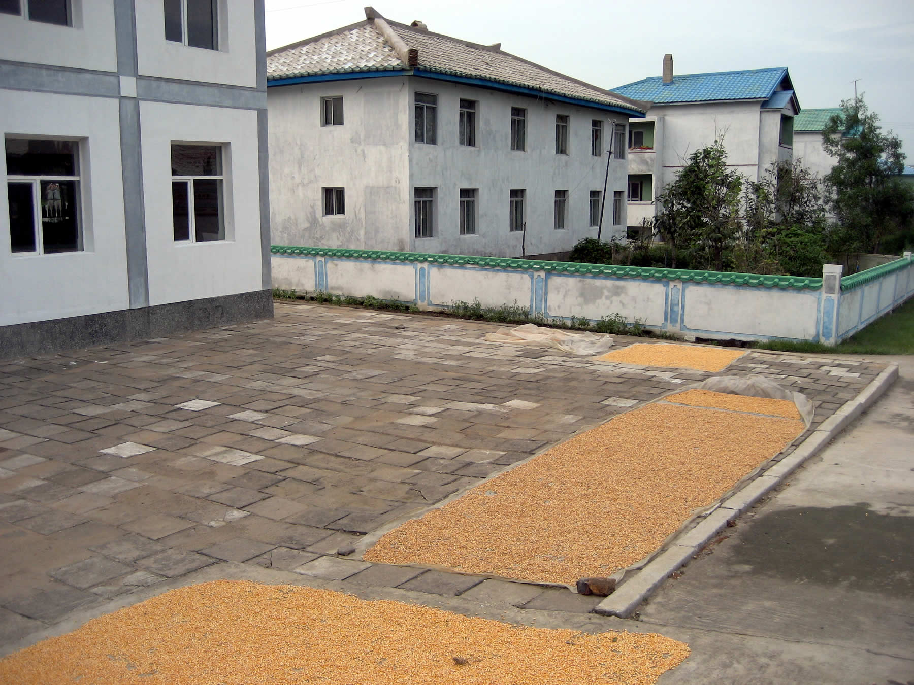 Corn drying at the Chongsan Cooperative Farm toward Nampo.