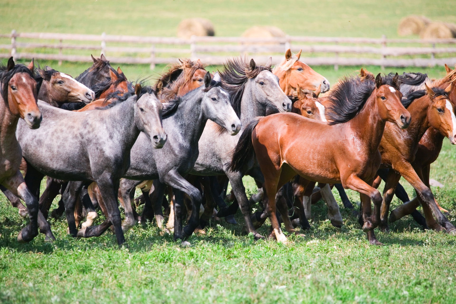 Horses in Altai are grown for meat