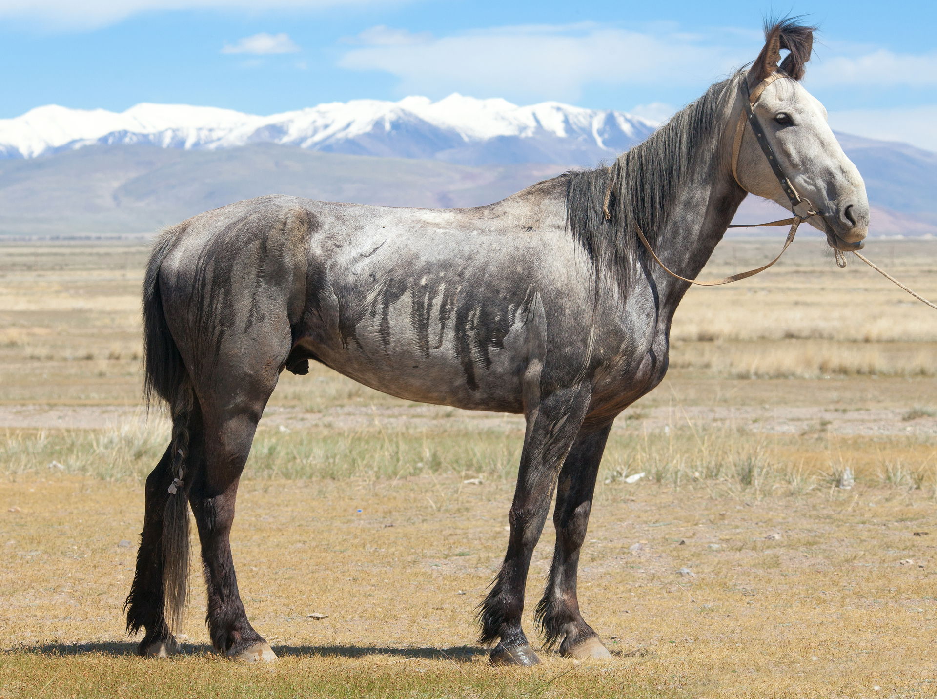 Altai horse in the Chuya steppe, in the Altai Mountains