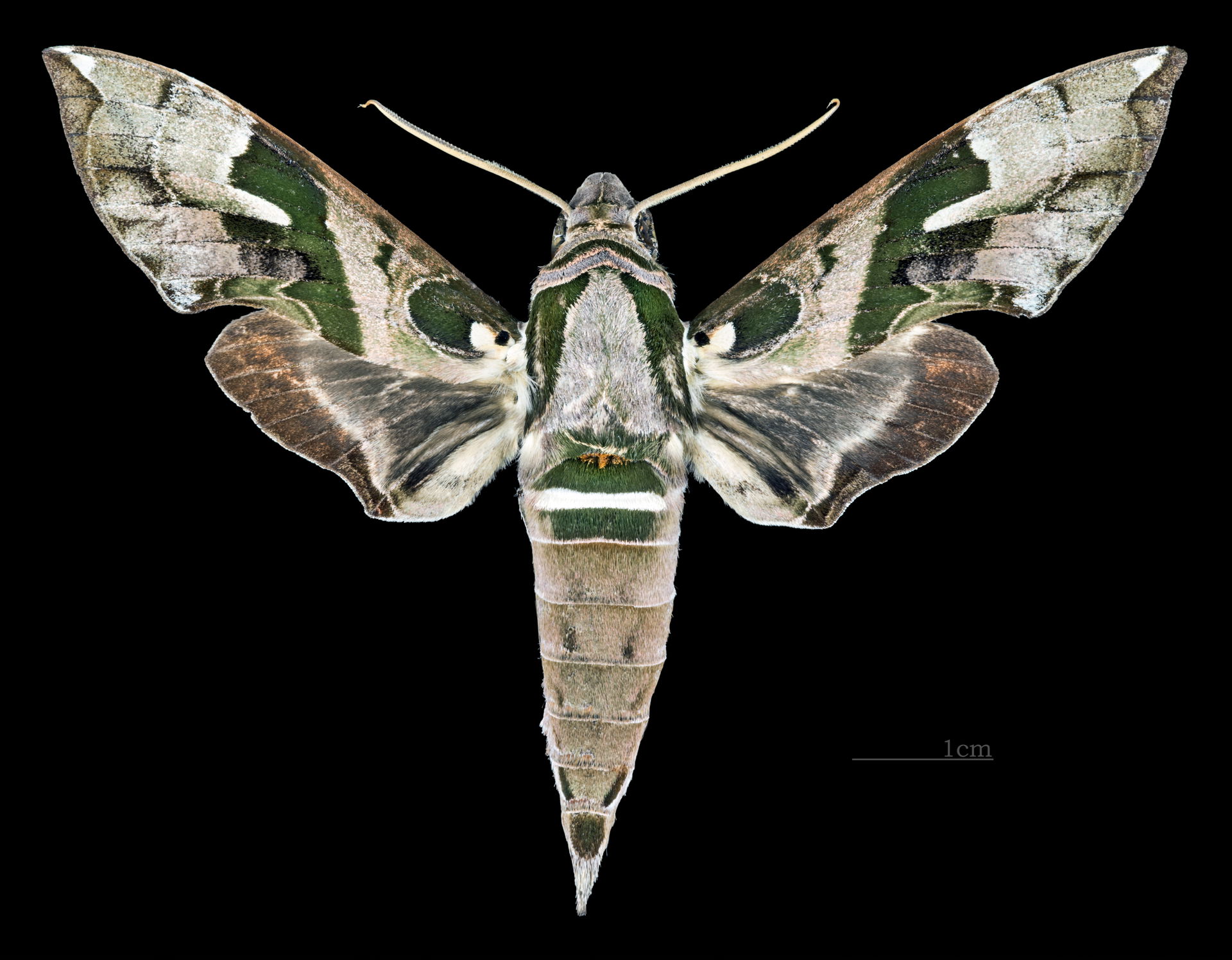 Daphnis dohertyi - Dorsal side
Collection of the Mathematician …