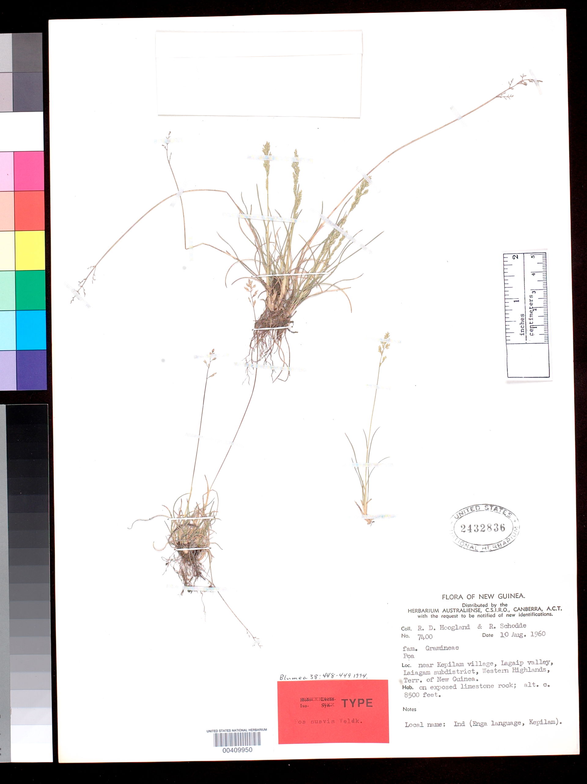 Smithsonian NMNH - Botany Dept.
Name: Poa suavis Veldkamp
Taxon…