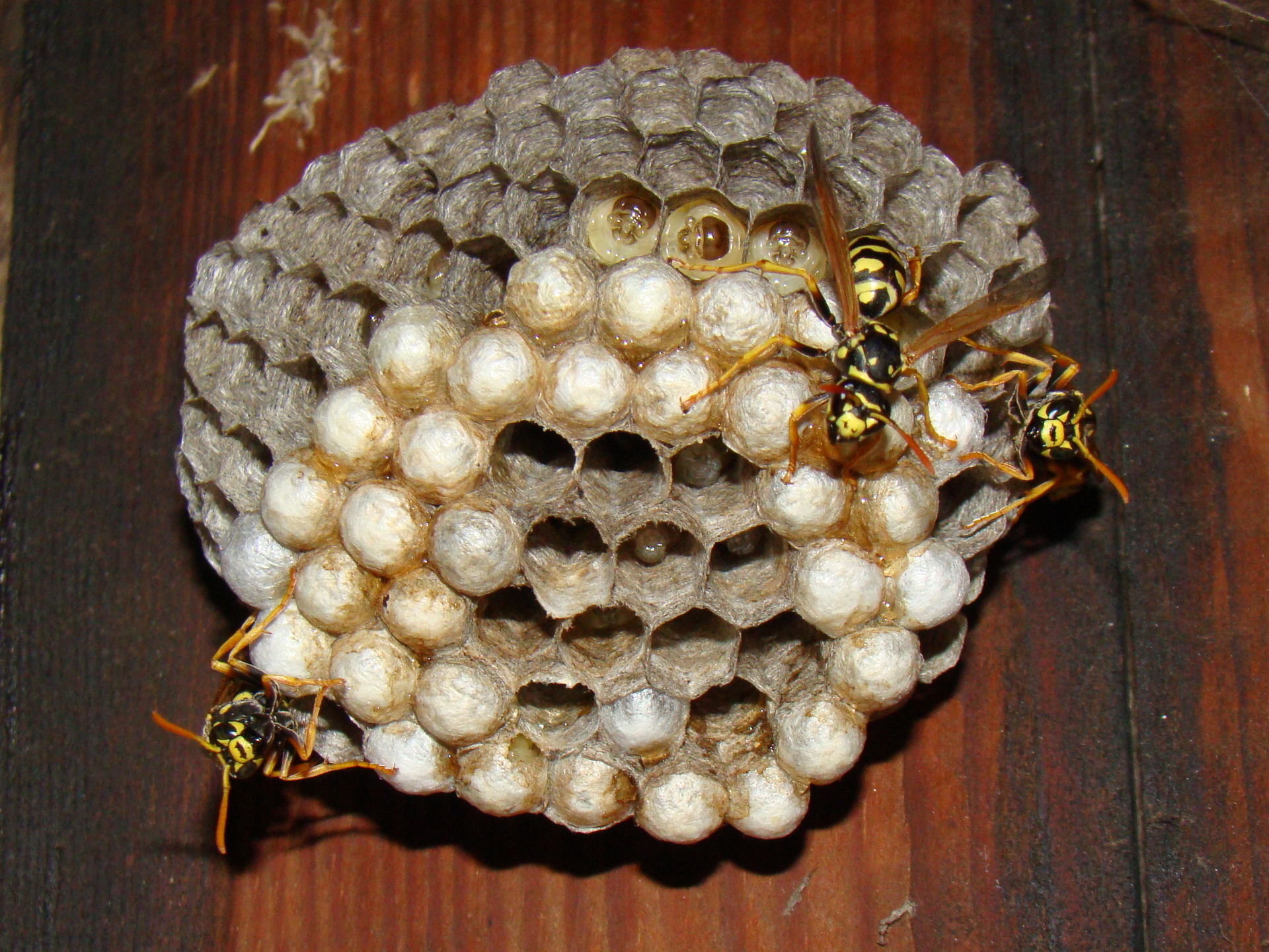 Wasp nest. Ust'-Labinsk, Krasnodar region, Russia.