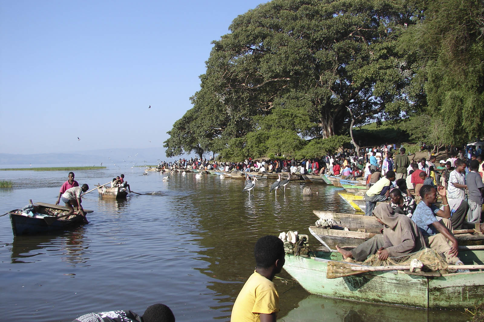 Awasa fish market (Ethiopia)