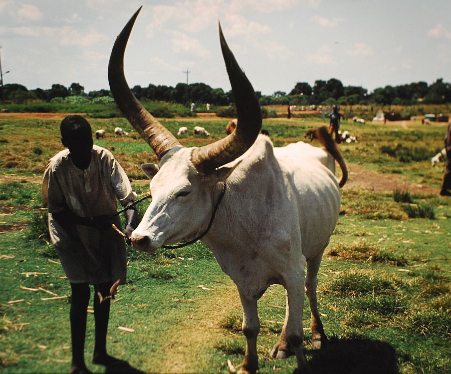 Man shows his personal cattle