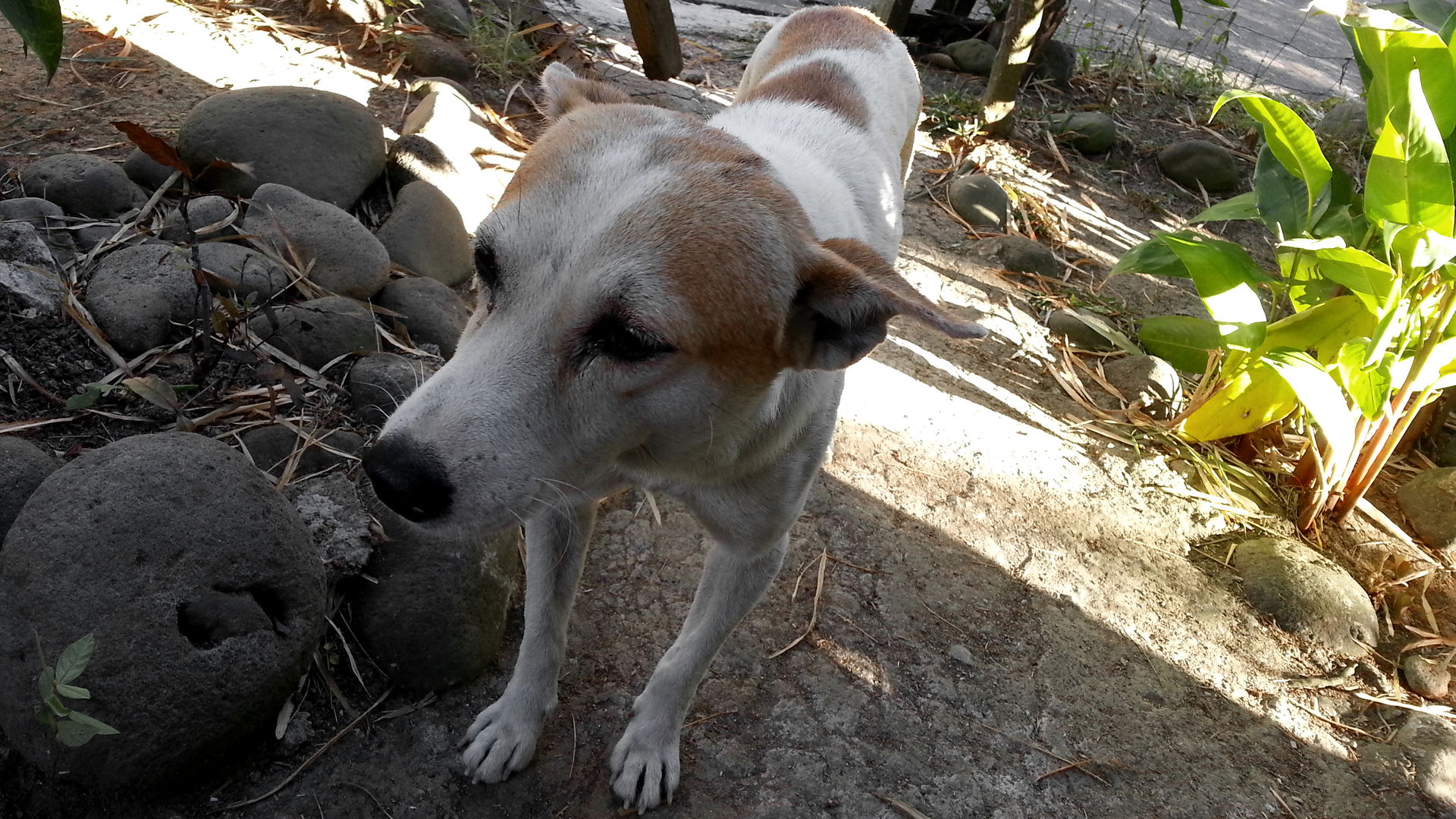 A photo of the adult brown and white male stray askal named Amb…