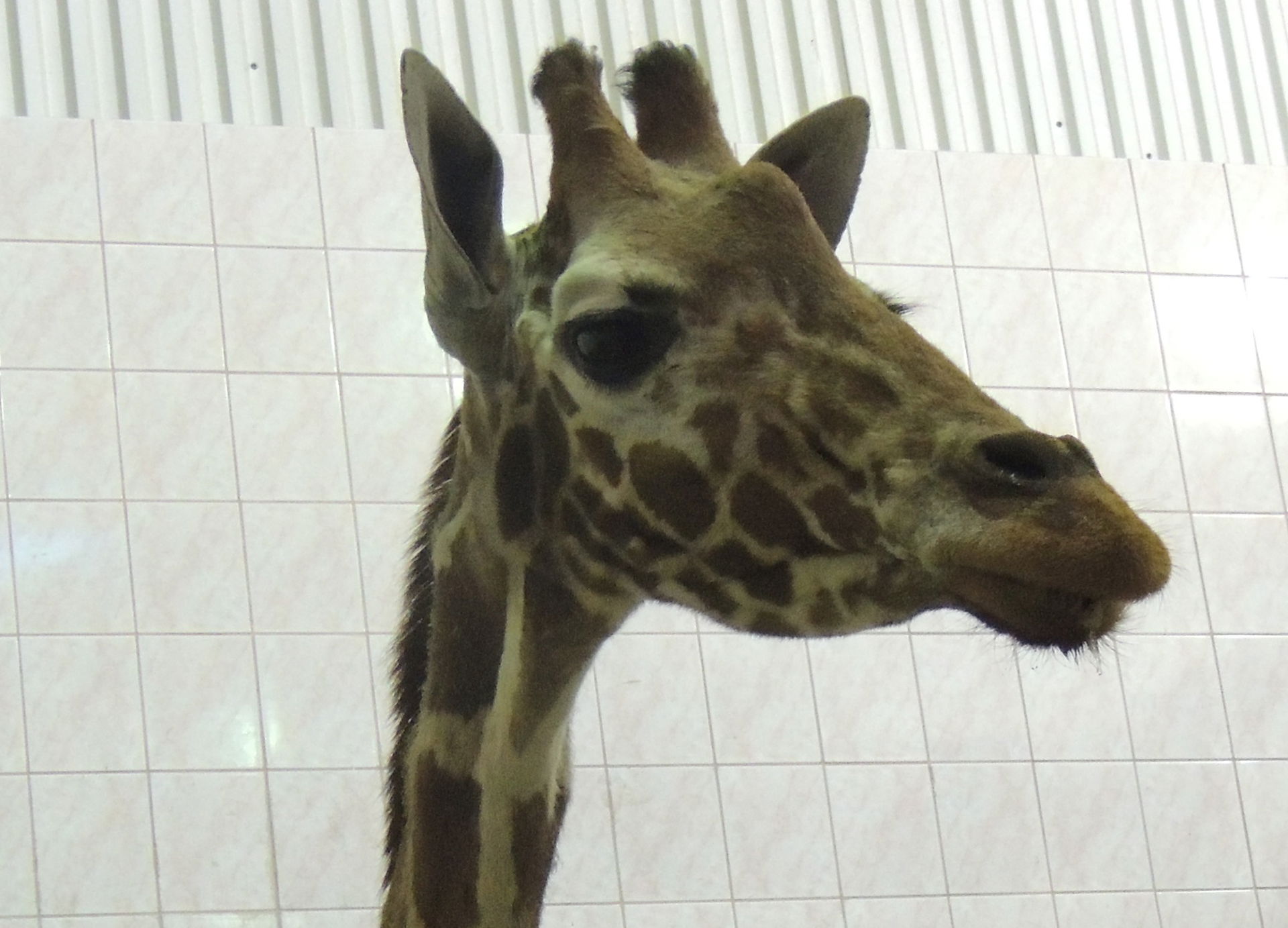 Giraffes Luga (2016-11-01)