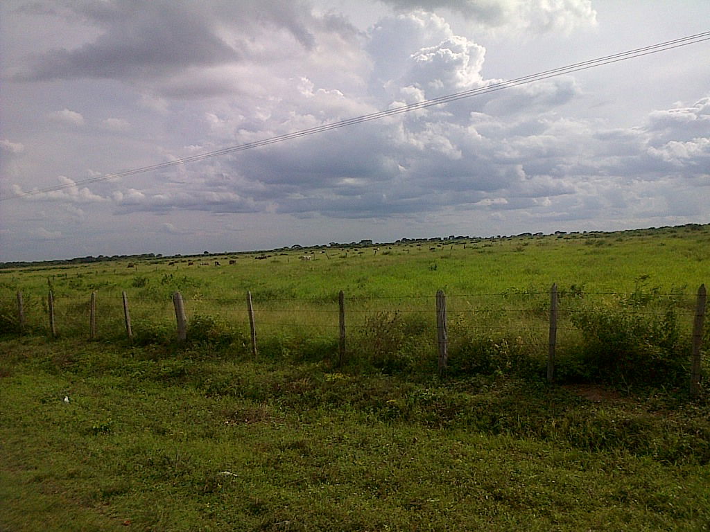 Sabana. Altagracia de orituco, estado Guárico