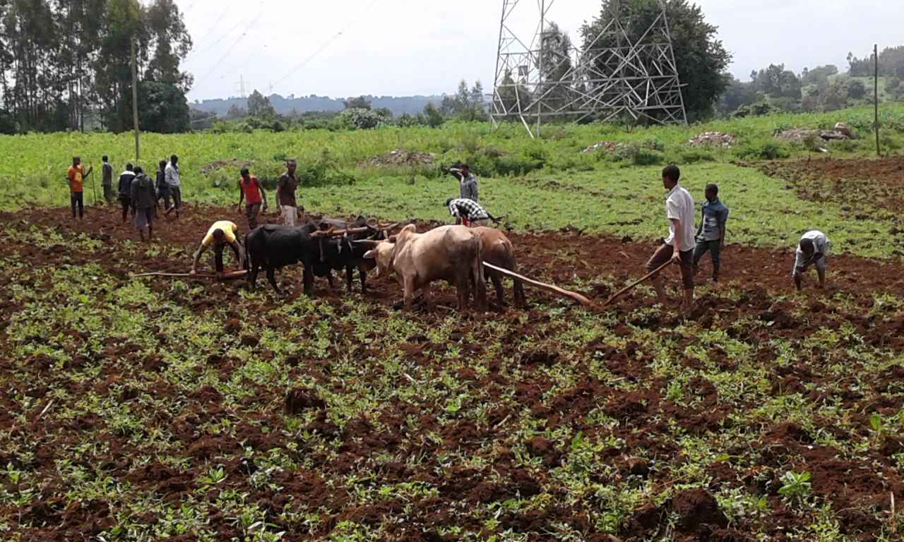 Farmers farming,Jimma ,Ethiopia