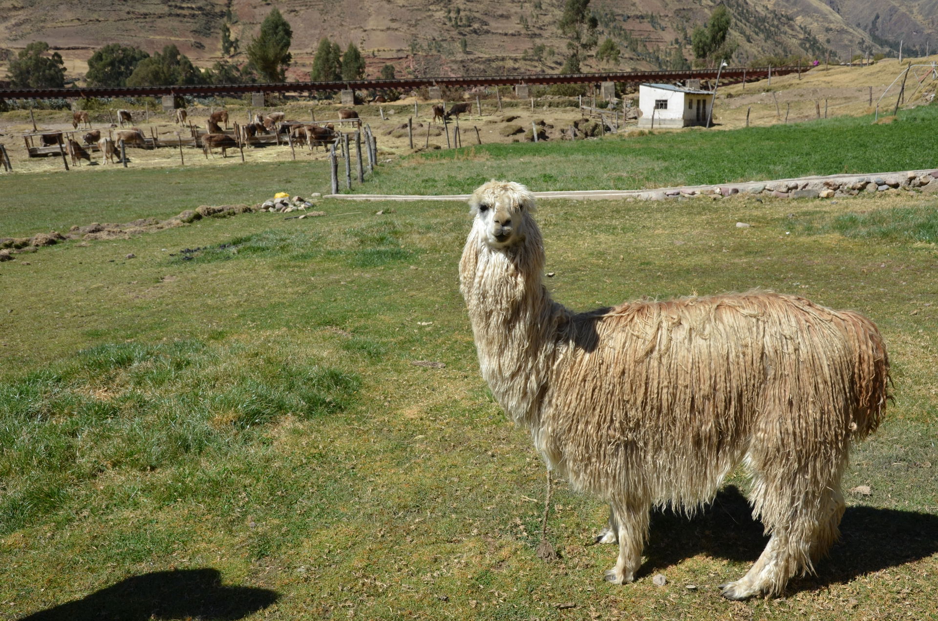 Lama v Sicuani