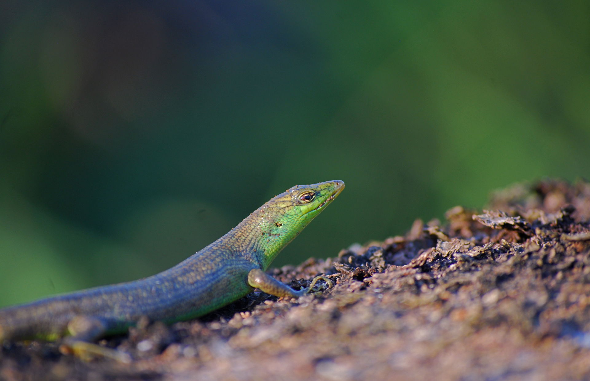 Emoia samoensis @ Siusega, Samoa