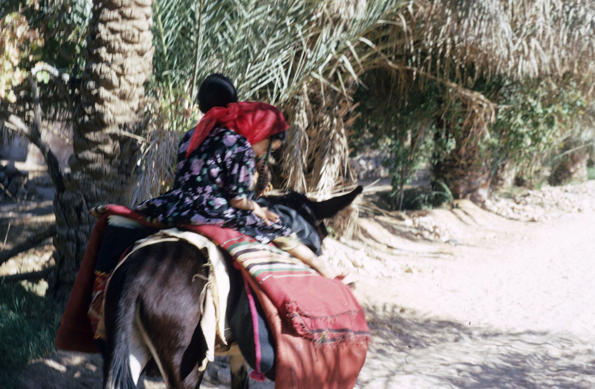 El Golea, Algerien