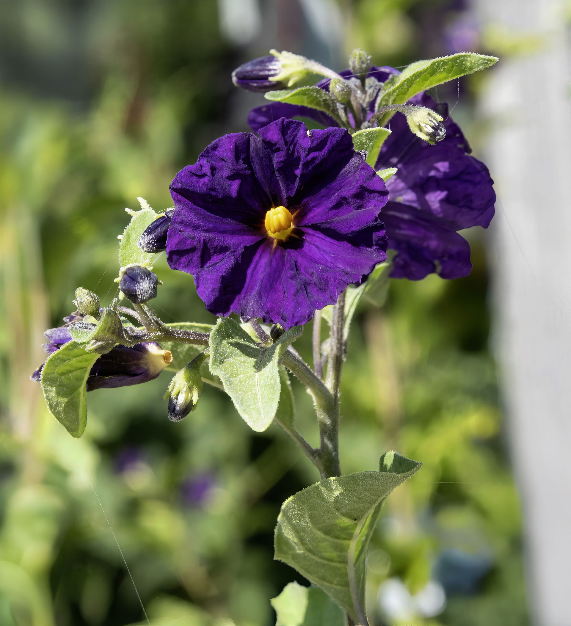 Lycianthes rantonnetii - Inflorescence