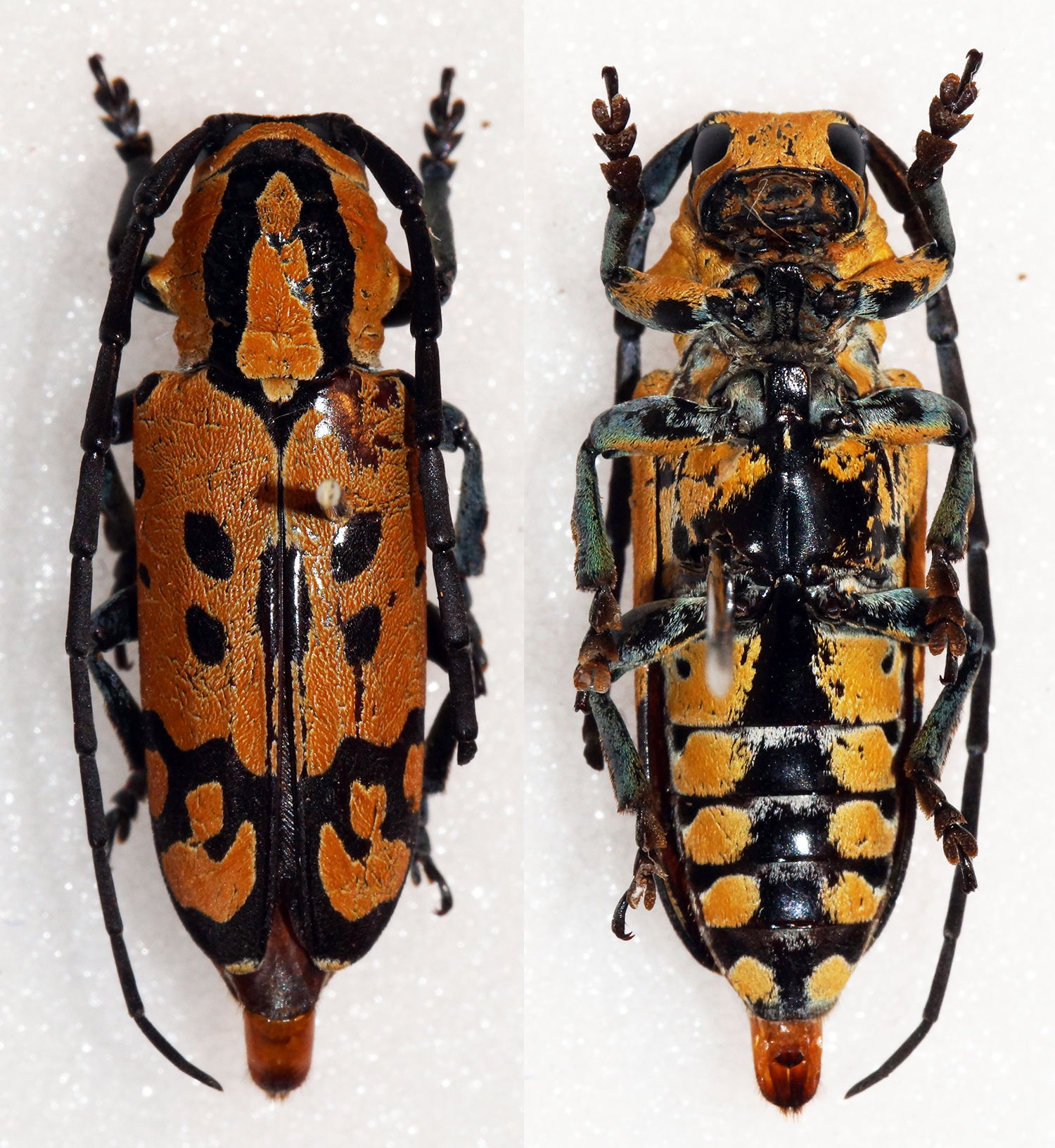 Bertoloni,1845
Sex: Male
Data: 17-01-07 - Kibiti - Pwani Prov …
