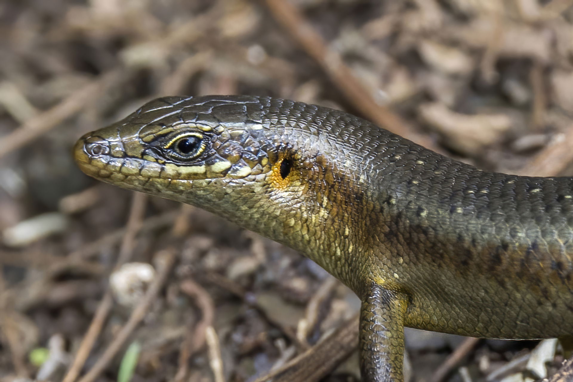 São Tomé skink (Trachylepis thomensis), São Tomé island, São To…