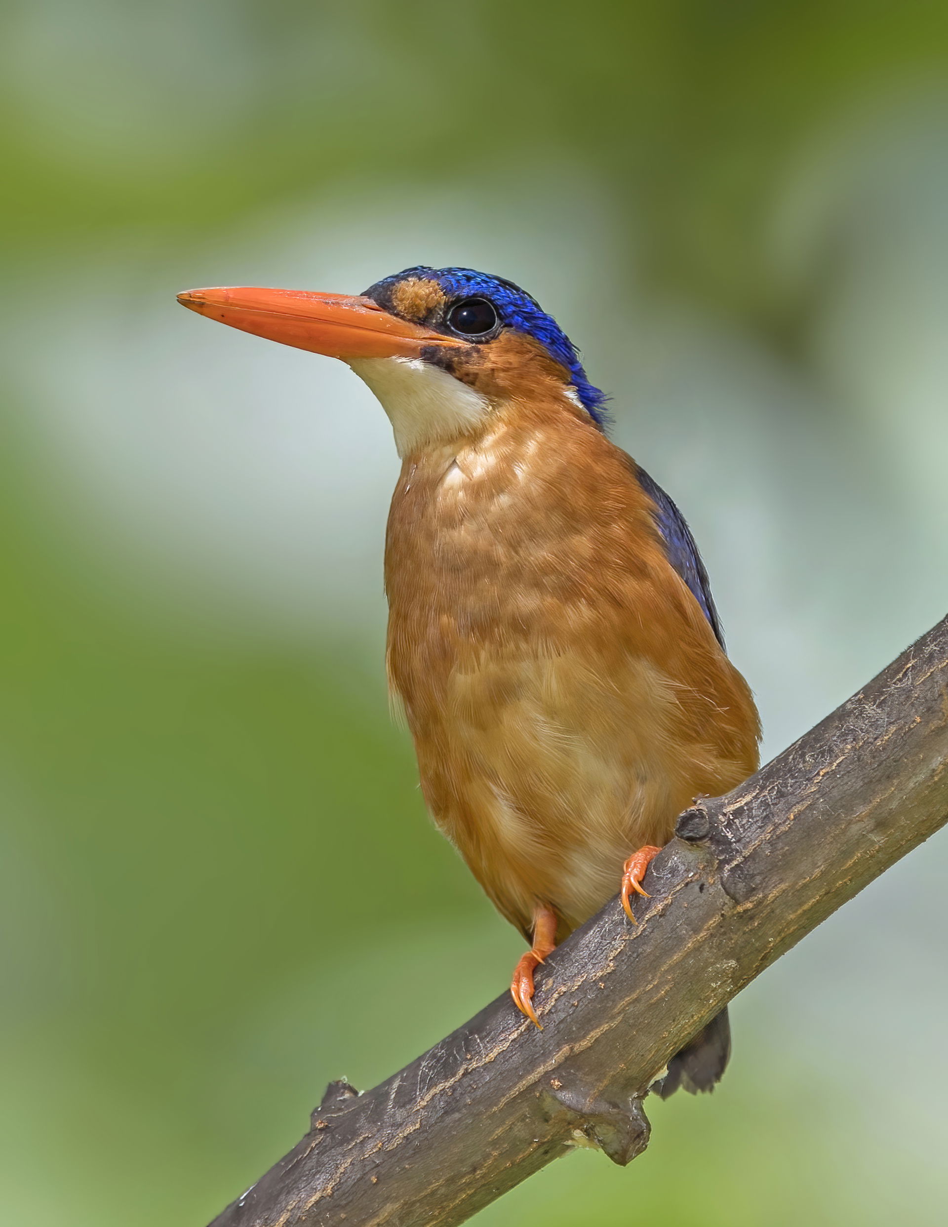 São Tomé malachite kingfisher (Corythornis cristatus thomensis)…