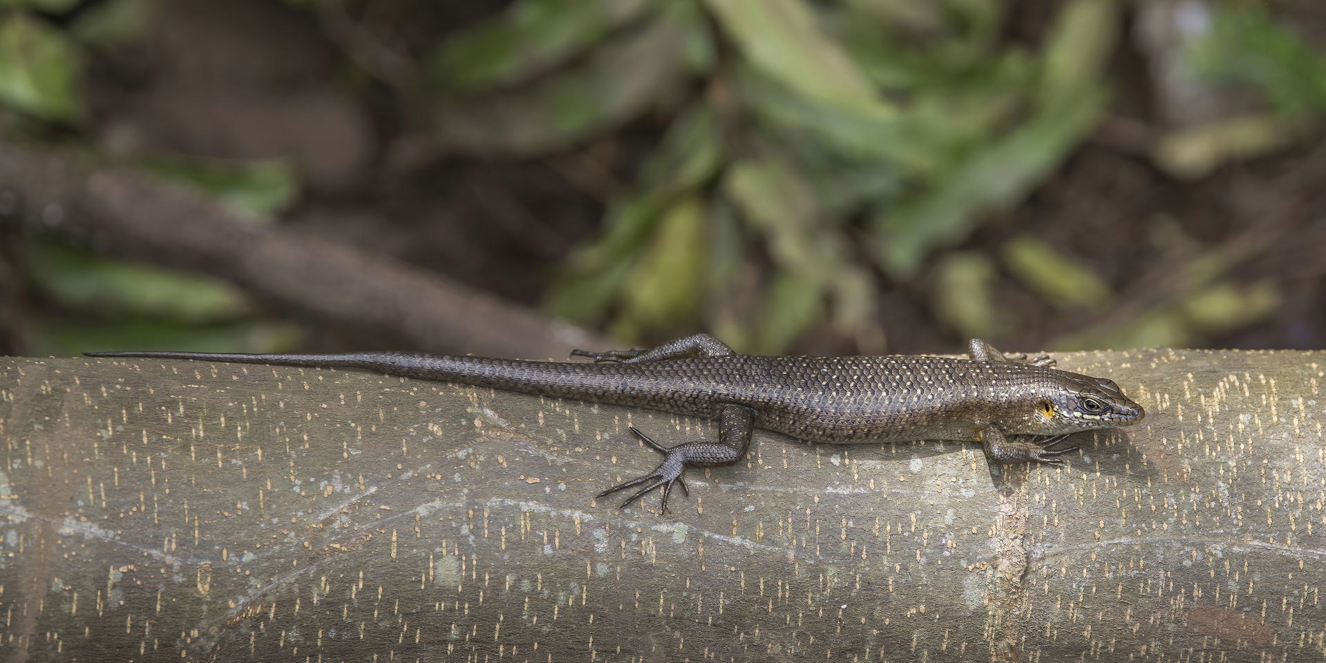 São Tomé skink (Trachylepis thomensis), São Tomé island, São To…