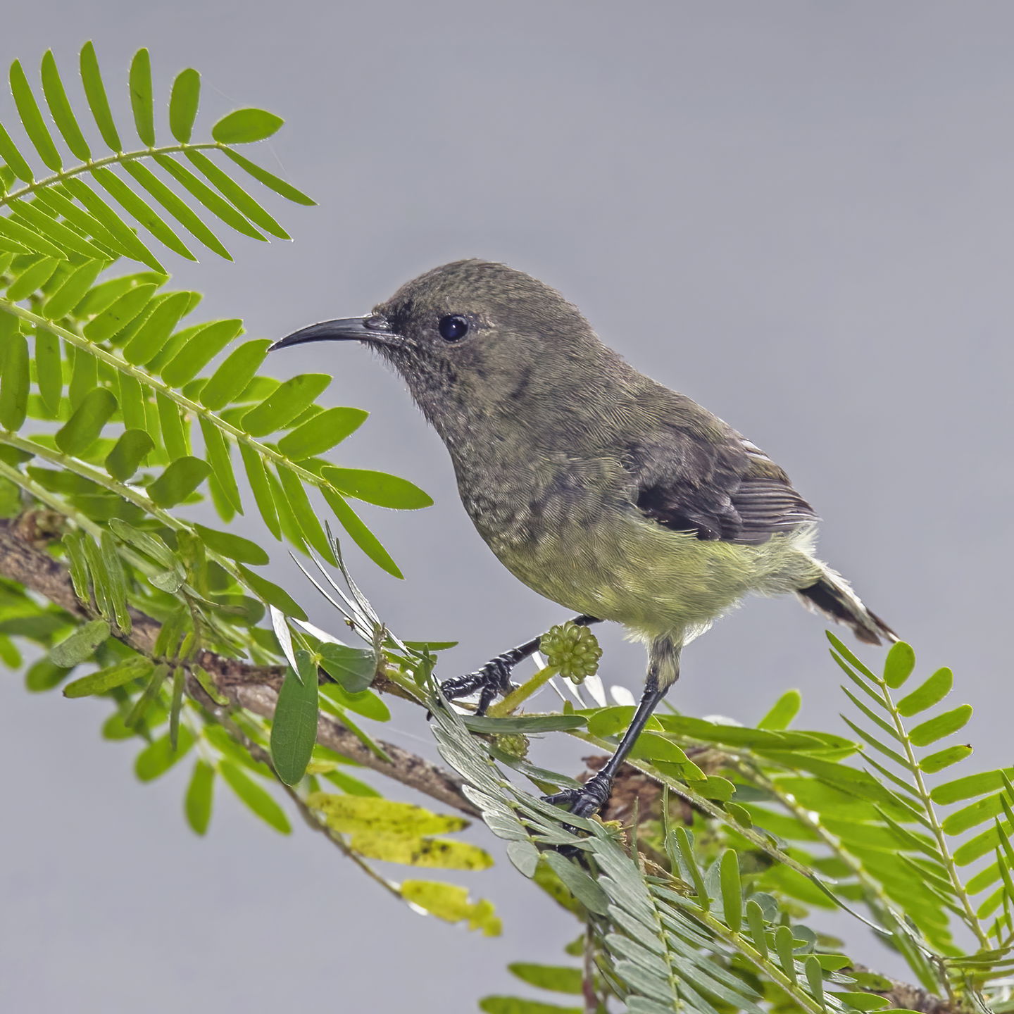 São Tomé