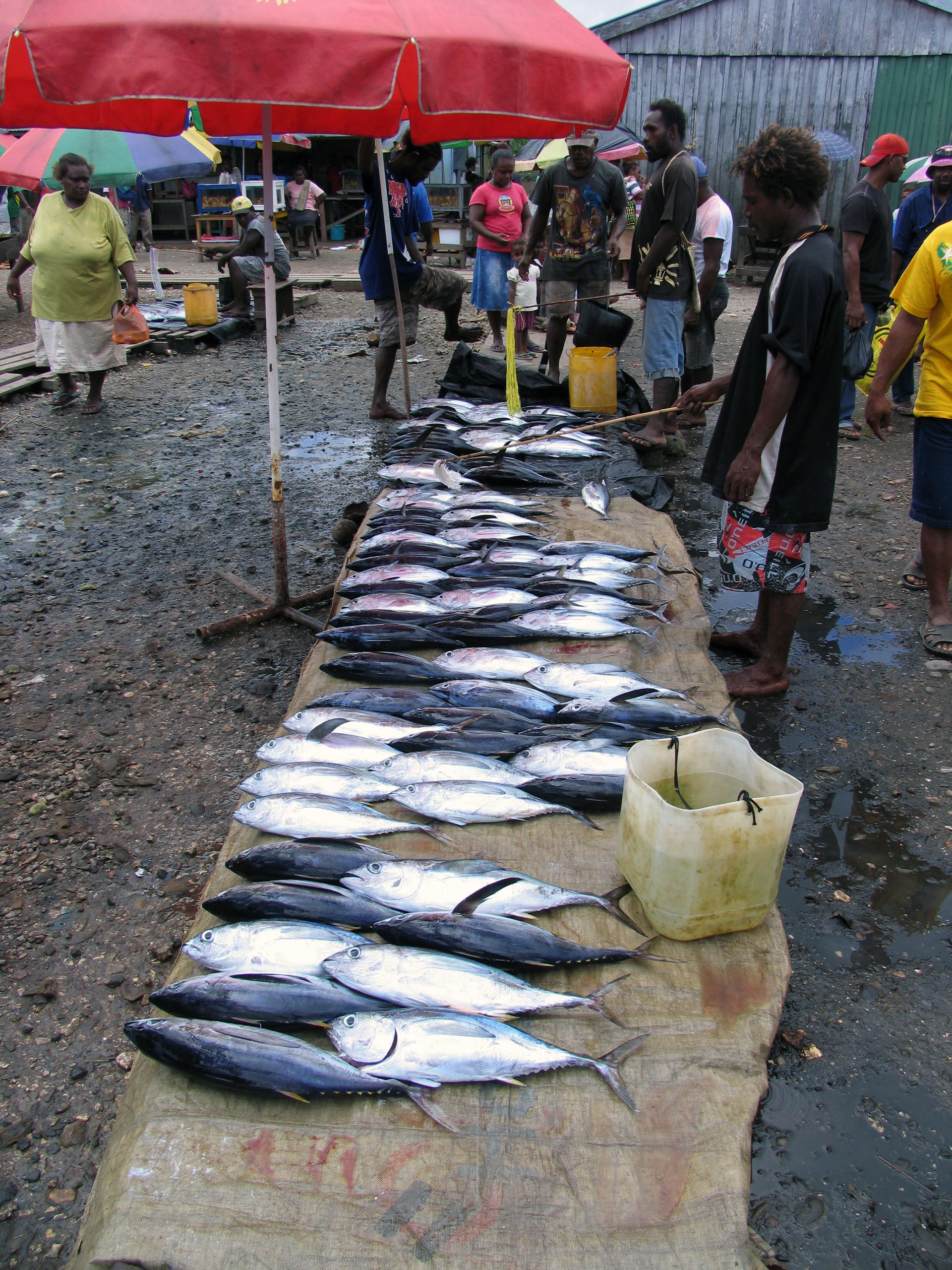 A man keeps flies away from his fish at the old market Auki, th…