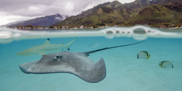 Mo'orea (Morea)
