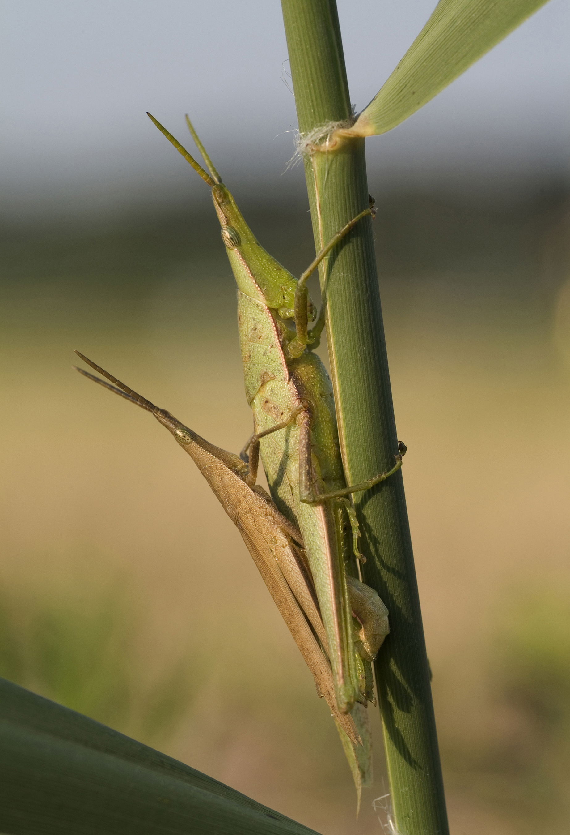 Smaller longheaded locust, Mating