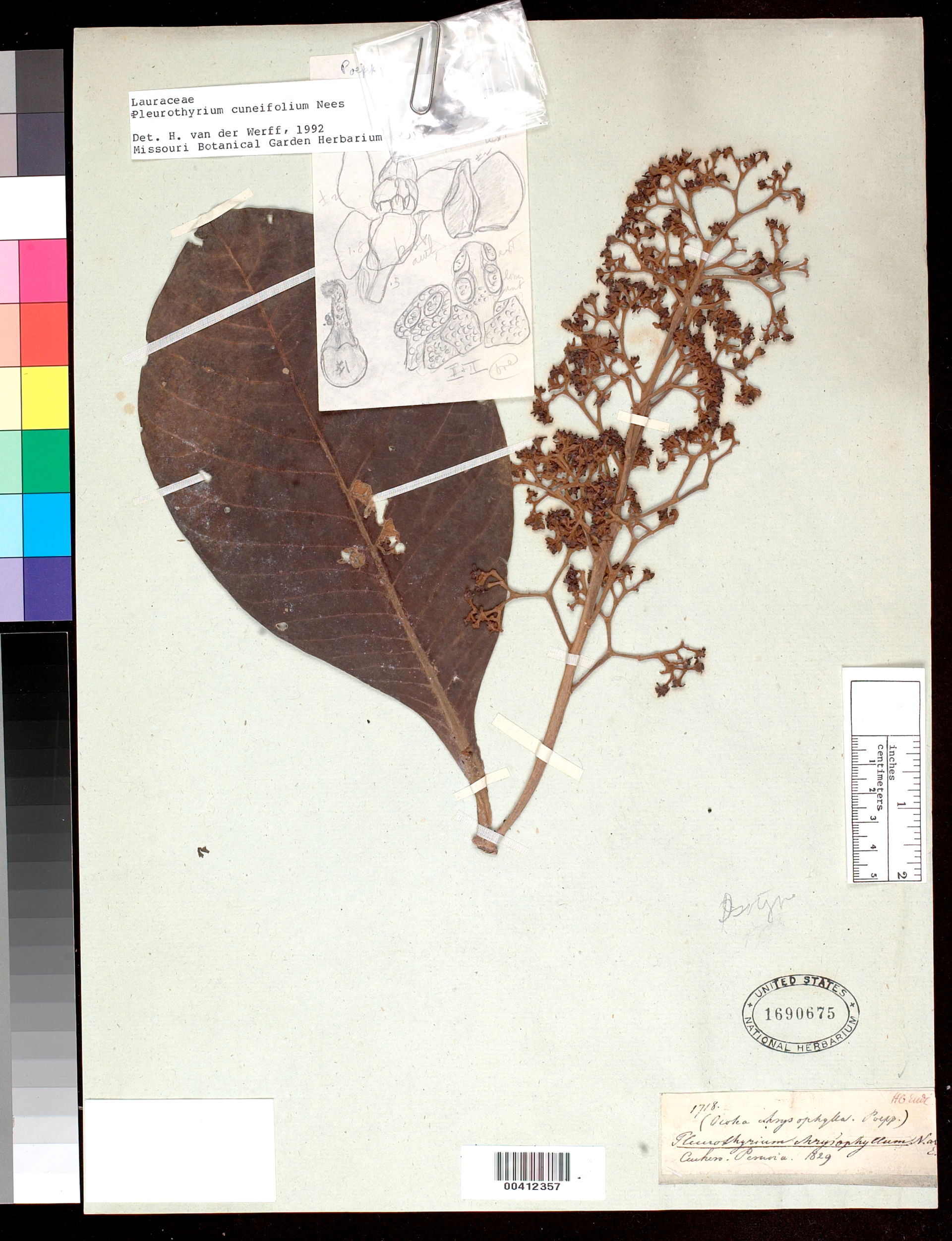 Smithsonian NMNH - Botany Dept.
Name: Pleurothyrium chrysophyll…