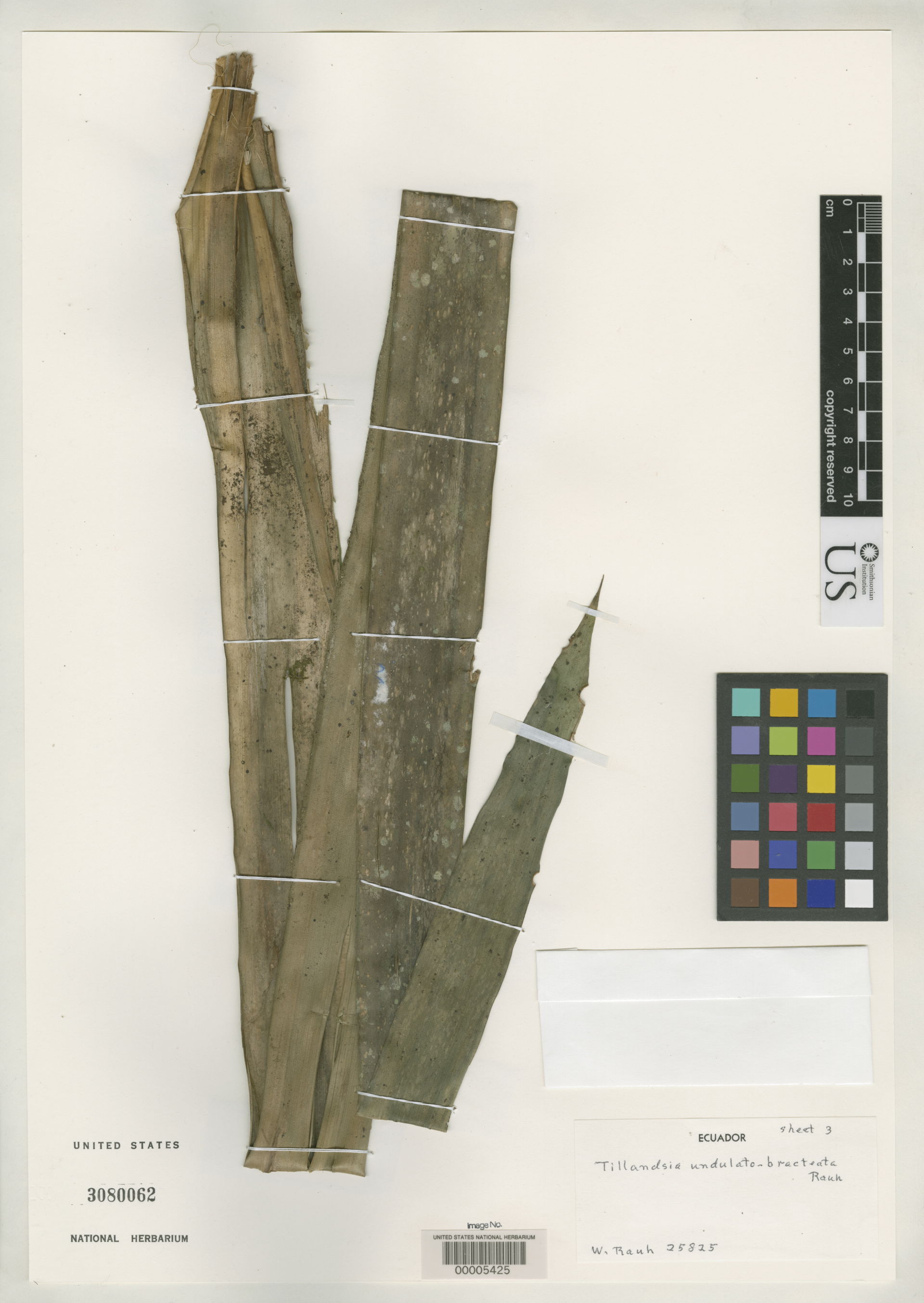 Smithsonian NMNH - Botany Dept.
Name: Tillandsia undulato-bract…