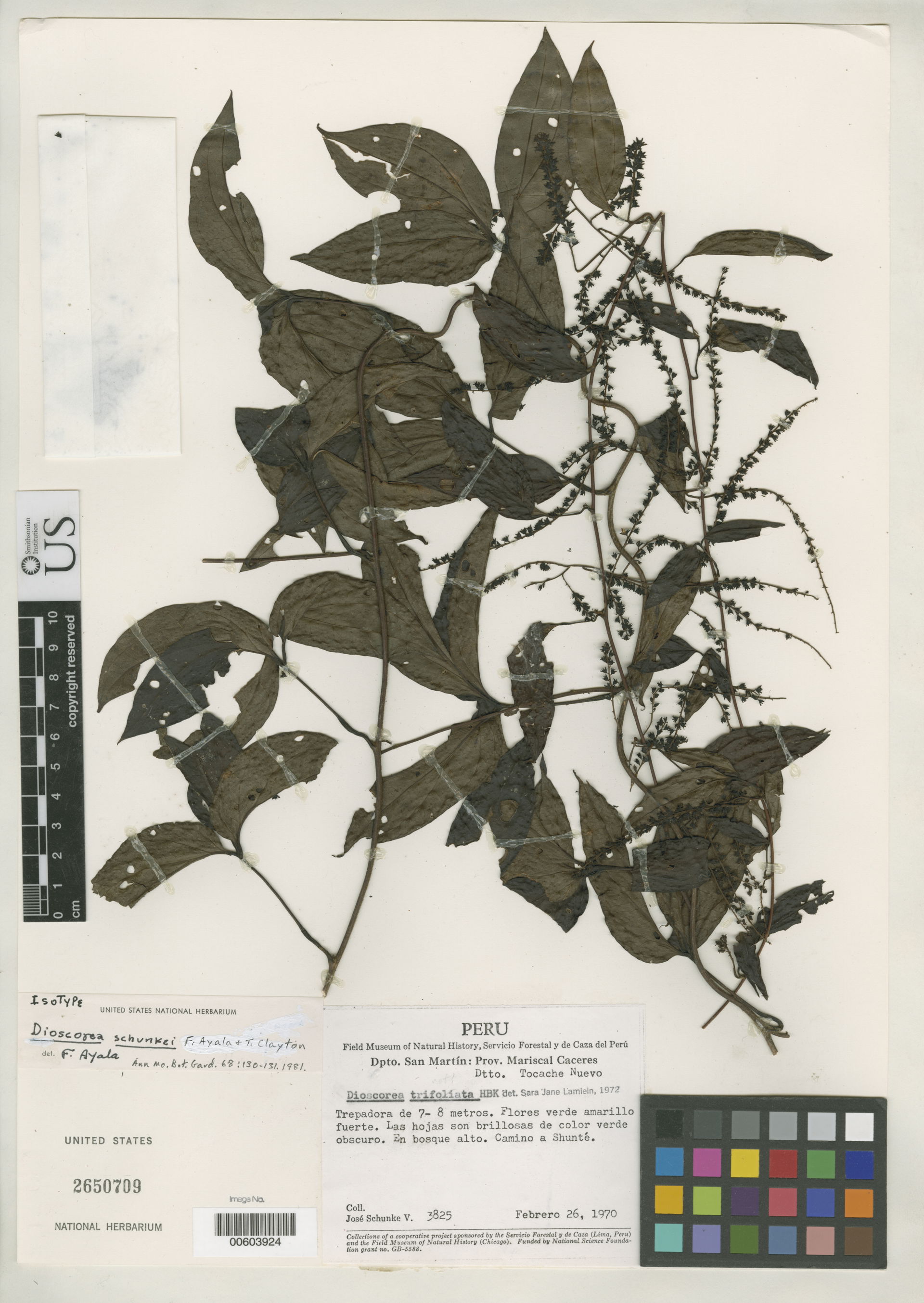 Smithsonian NMNH - Botany Dept.
Name: Dioscorea schunkei Ayala …