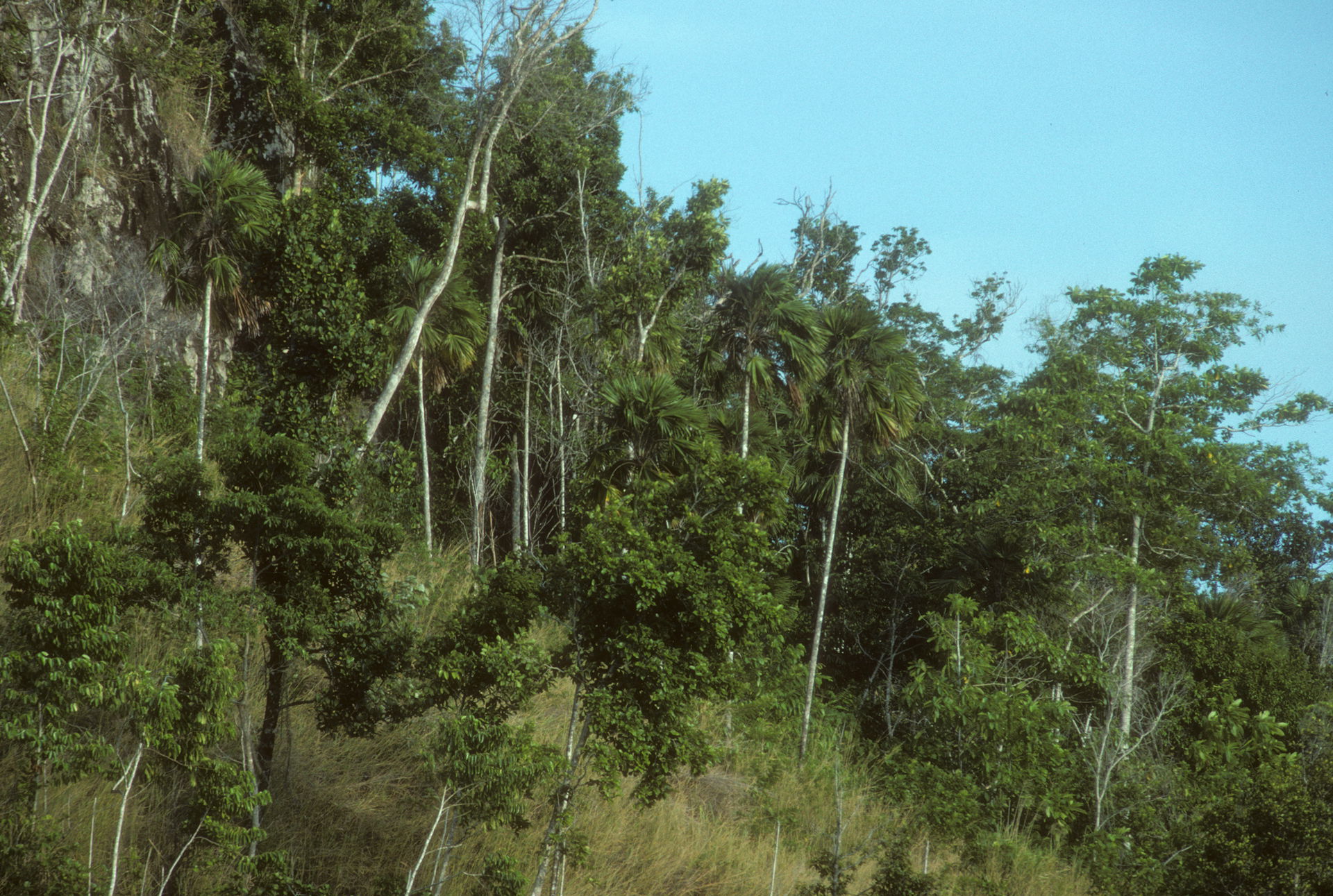 Tulagi, Solomon Islands. June 1995.