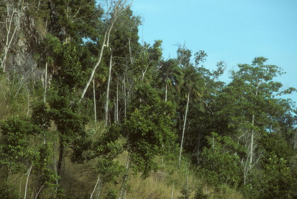 Tulagi