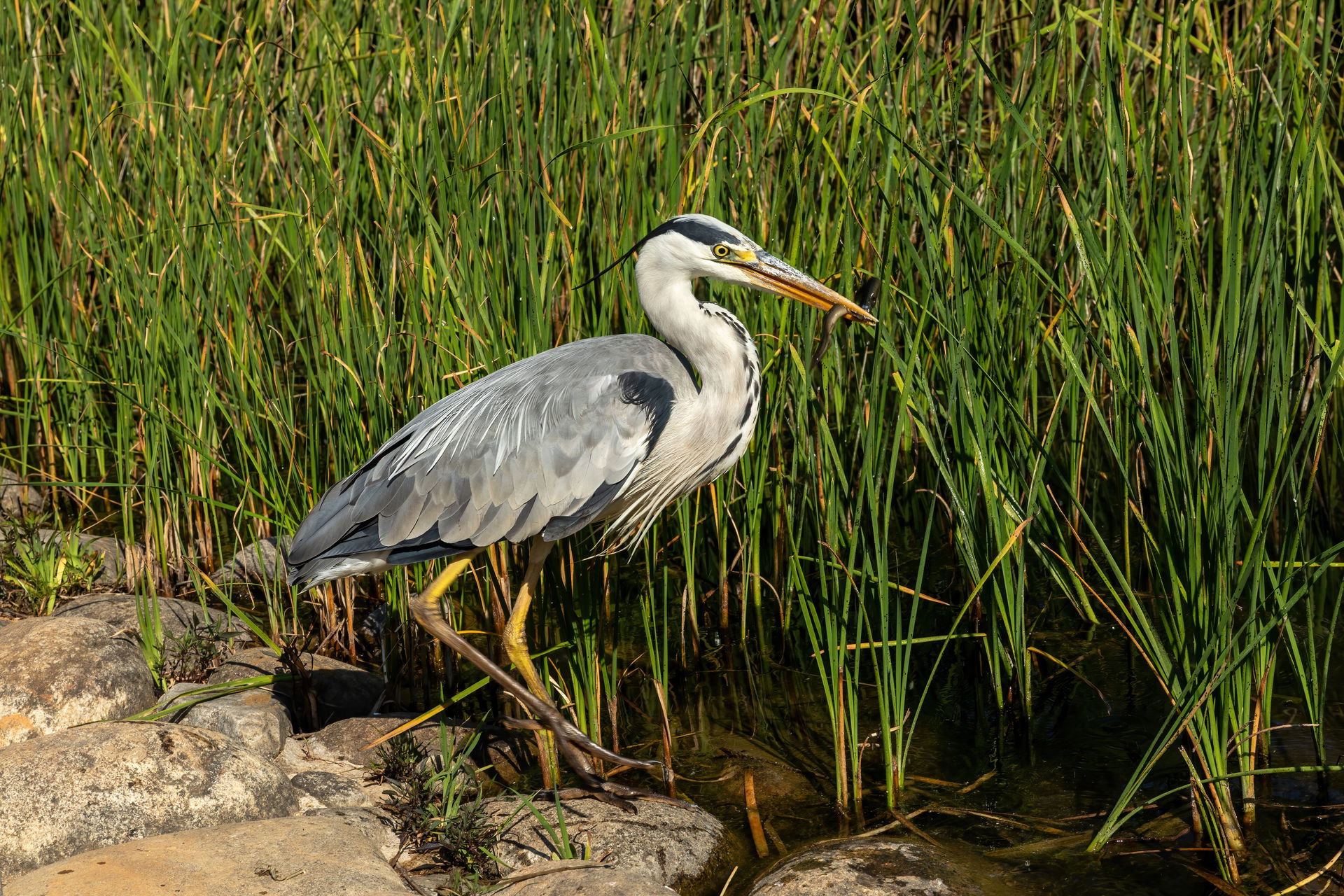 Ardea cinerea (Grey heron) eating fish near a pond in Busan Cit…