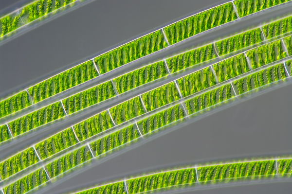 Alga