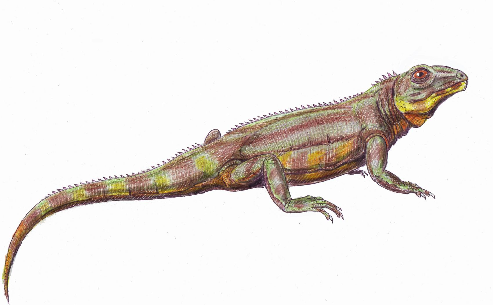 Belebey vegrandis