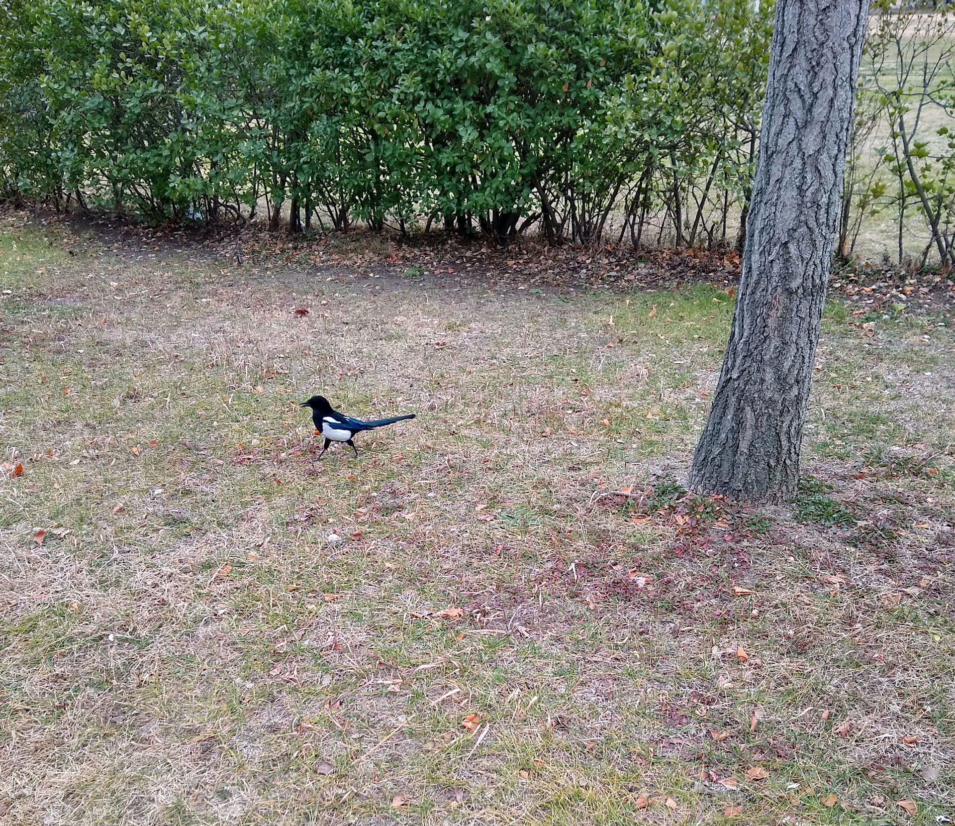 Korean Magpie, Gunsan, Korea