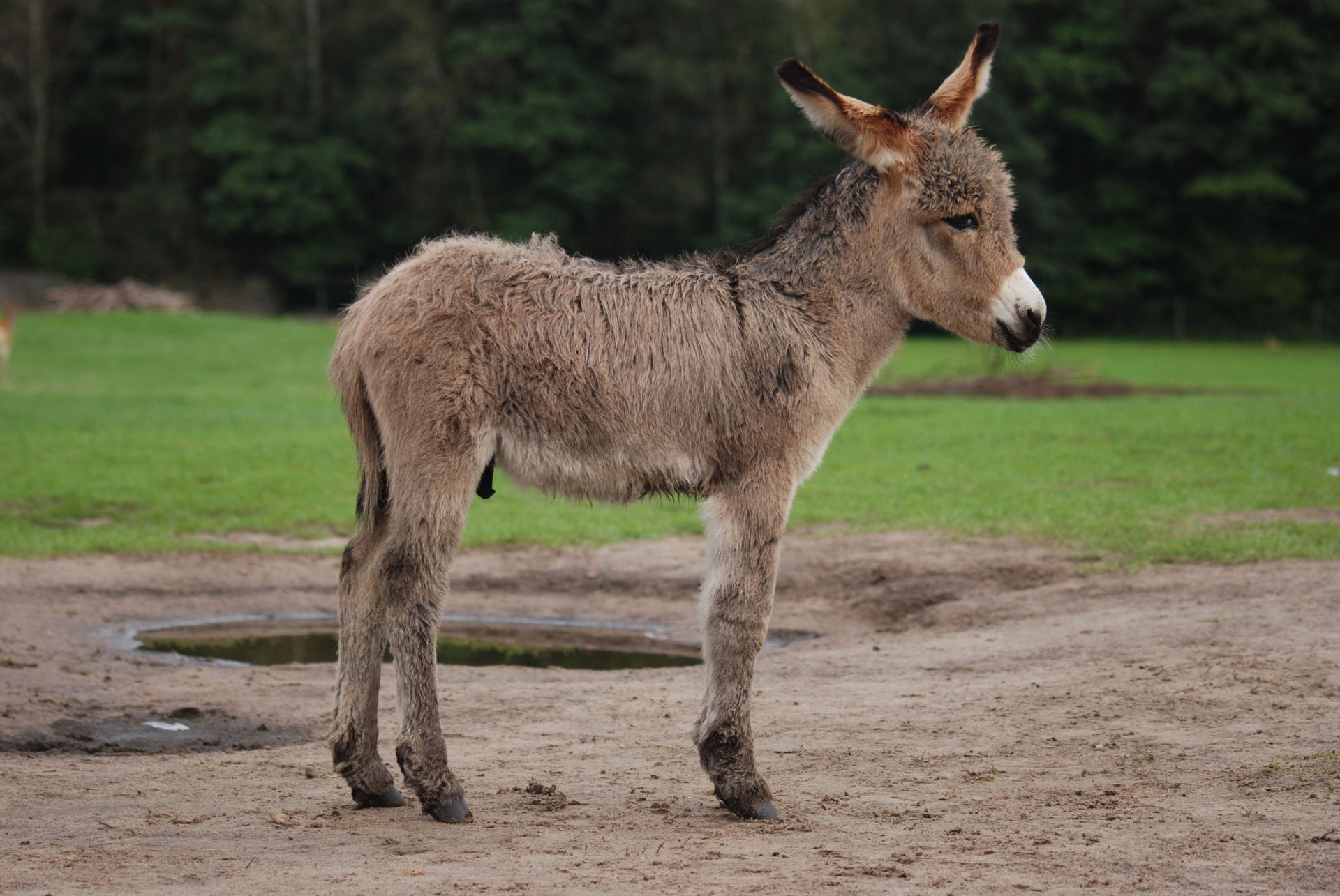 Three weeks old Equus asinus in Kadzidłowo, Poland.