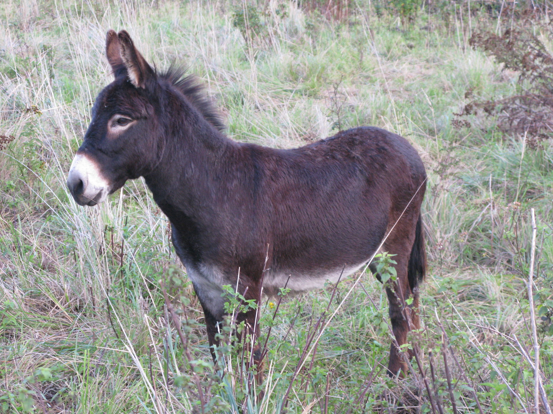 Pyrenean donkey (equus asinus), campus of University Lille 1 in…