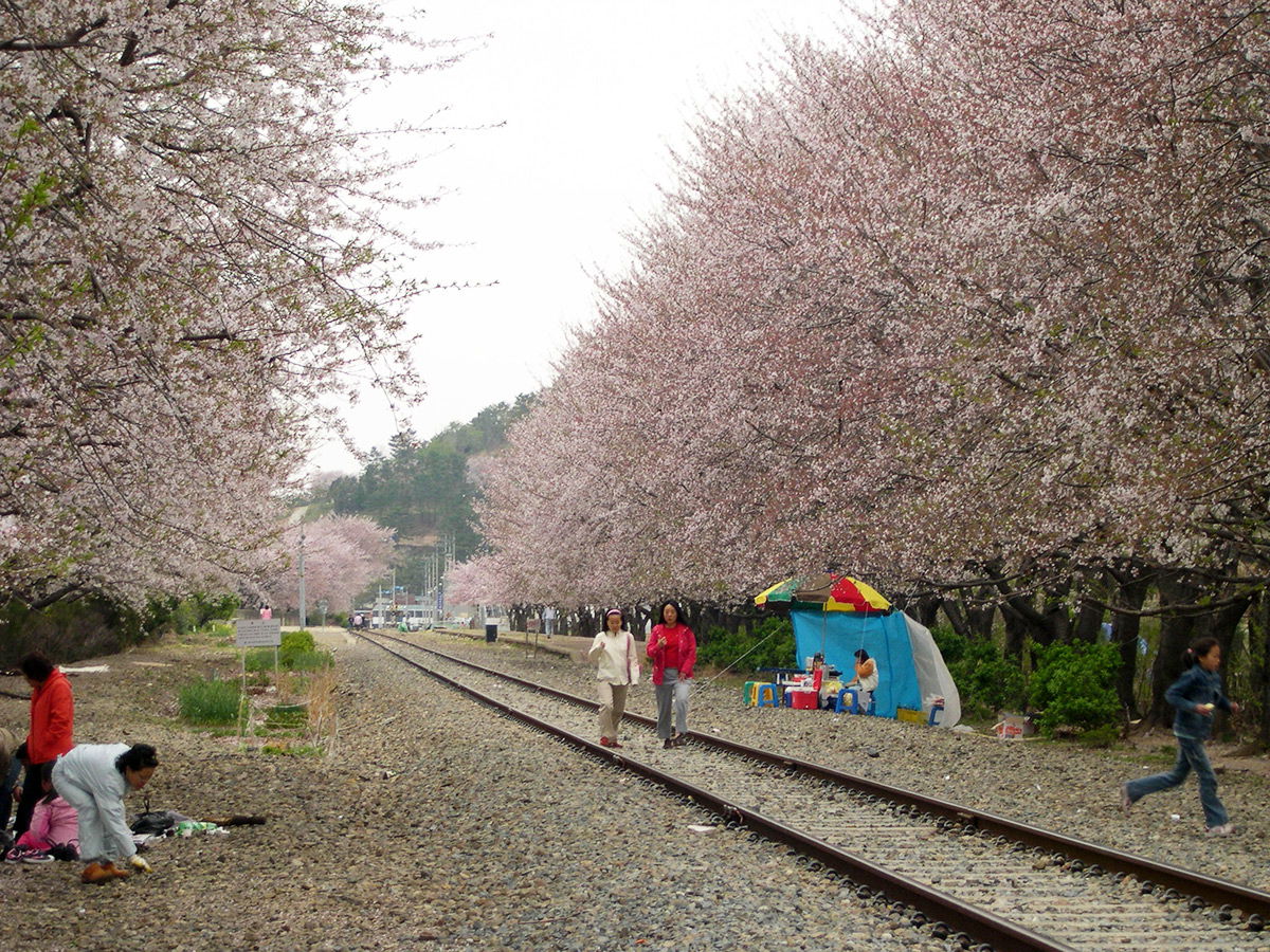 Cherry Blossoms at Jinhae, Korea