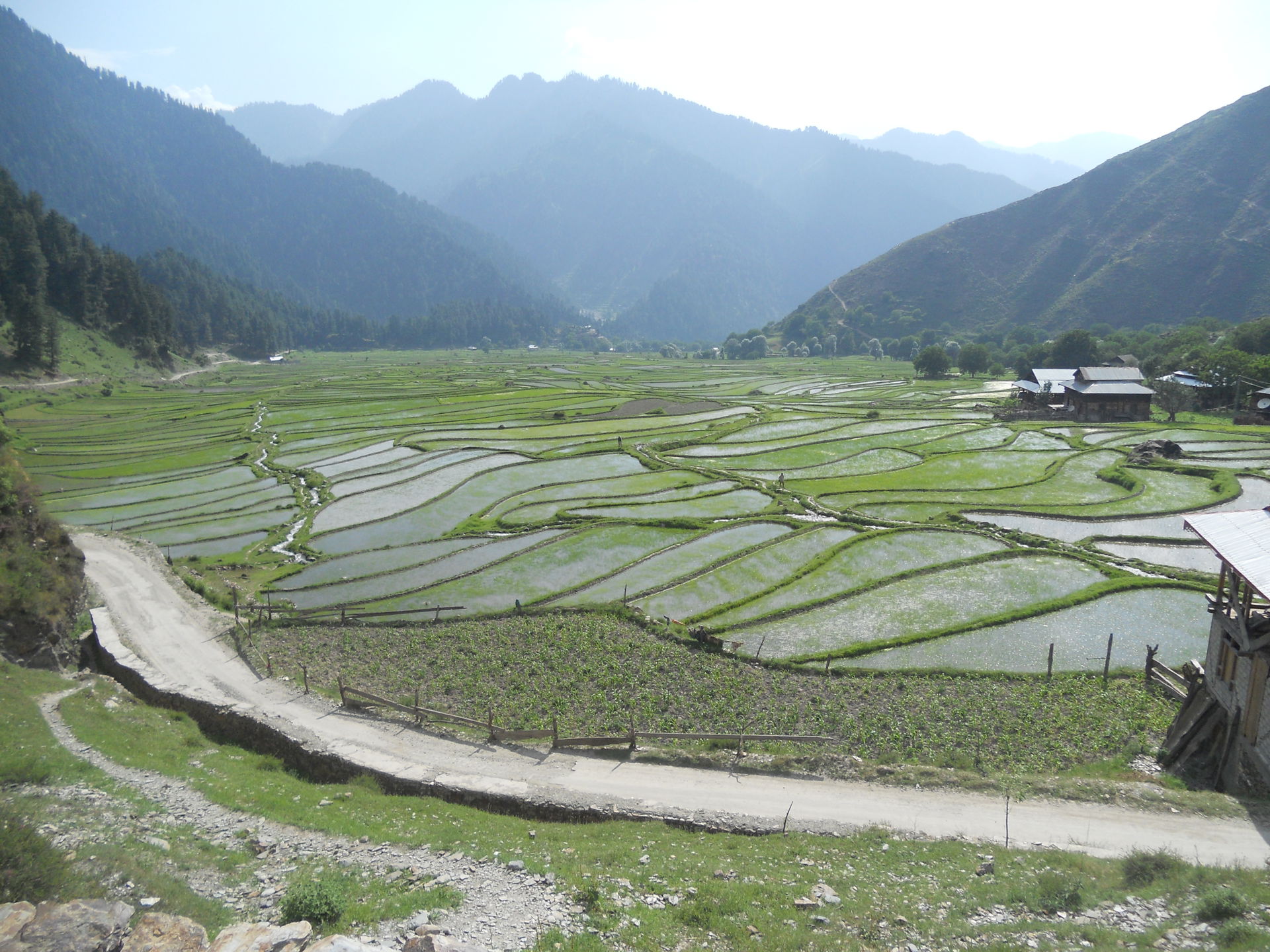 Beautiful fields of Rice, Leepa, AJK, Pakistan