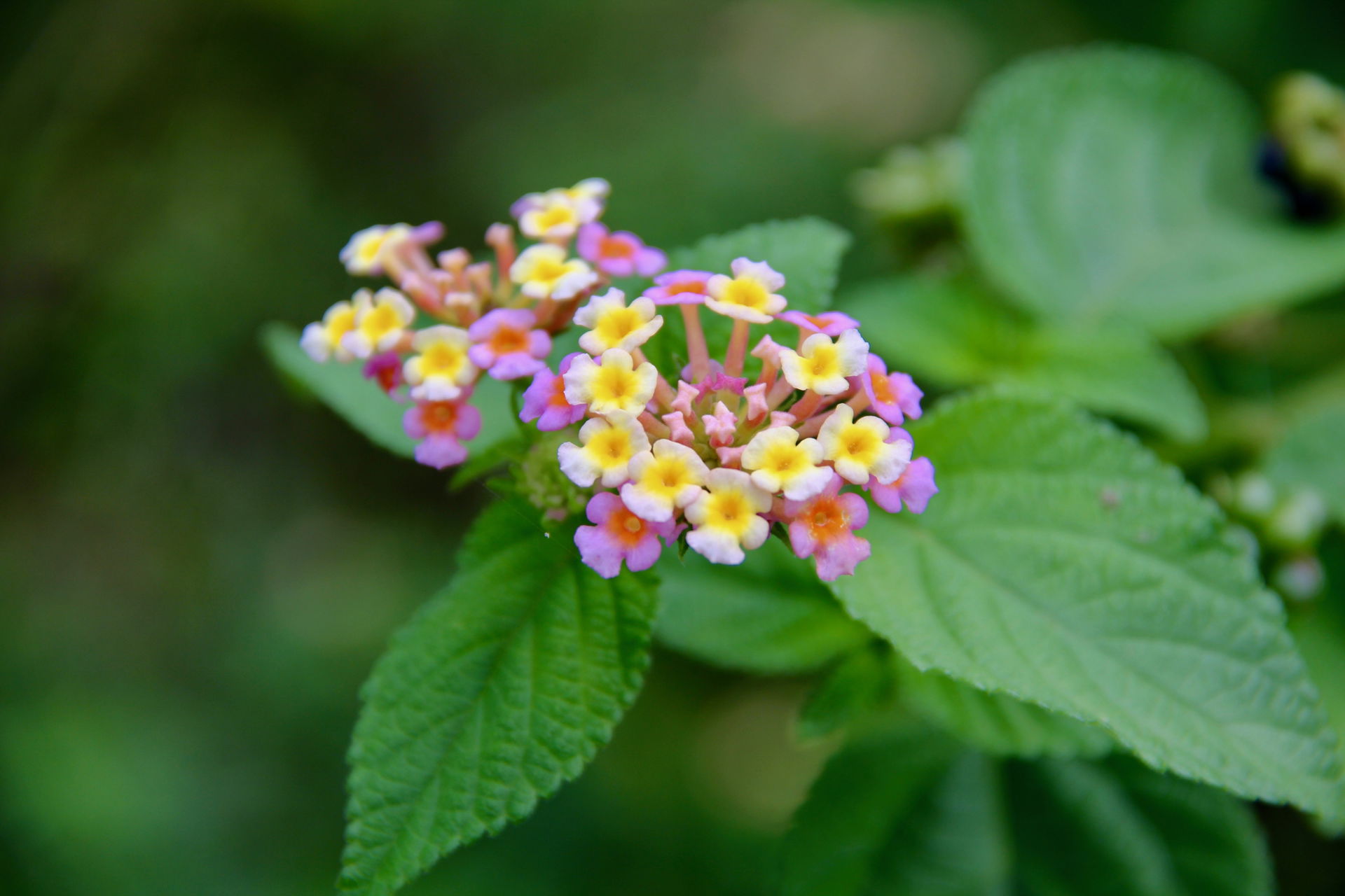 Sangaman Kanda, Ampara District, Flower 06